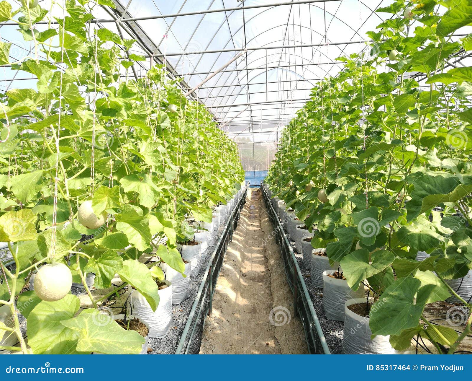 Melon farm stock photo. Image of plantanion, fruit, plant 85317464