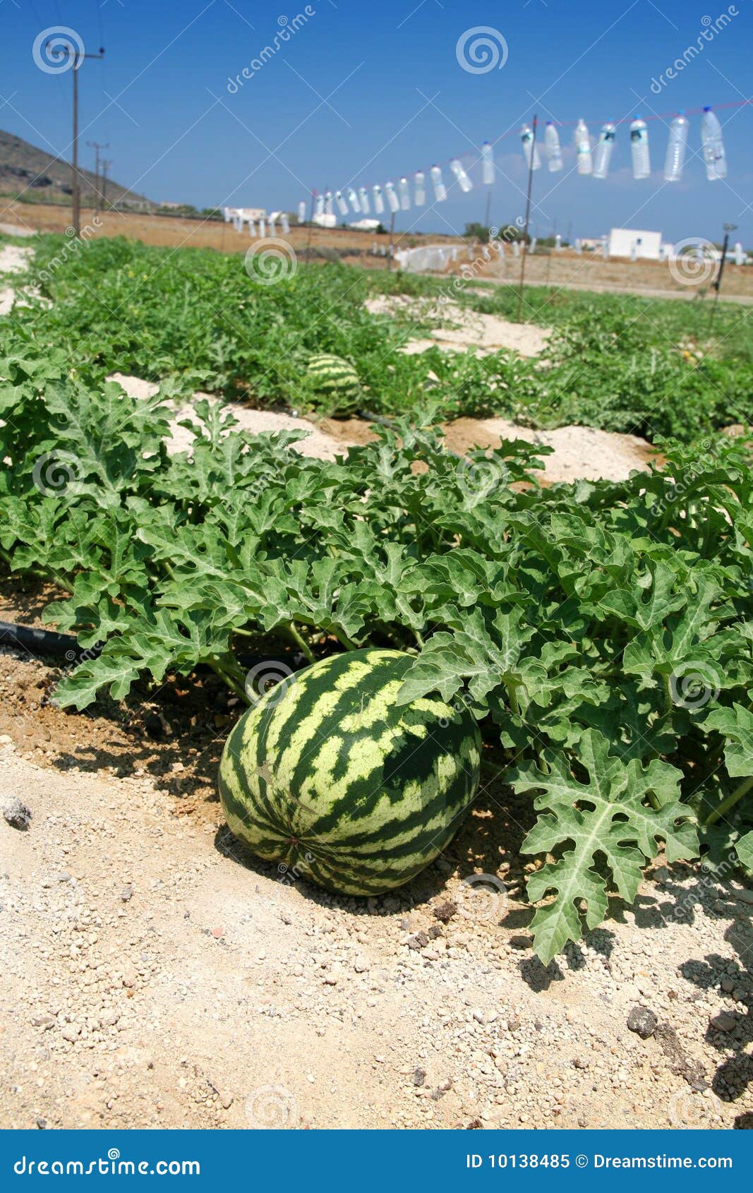 Melon field stock image. Image of agriculture, melon 10138485