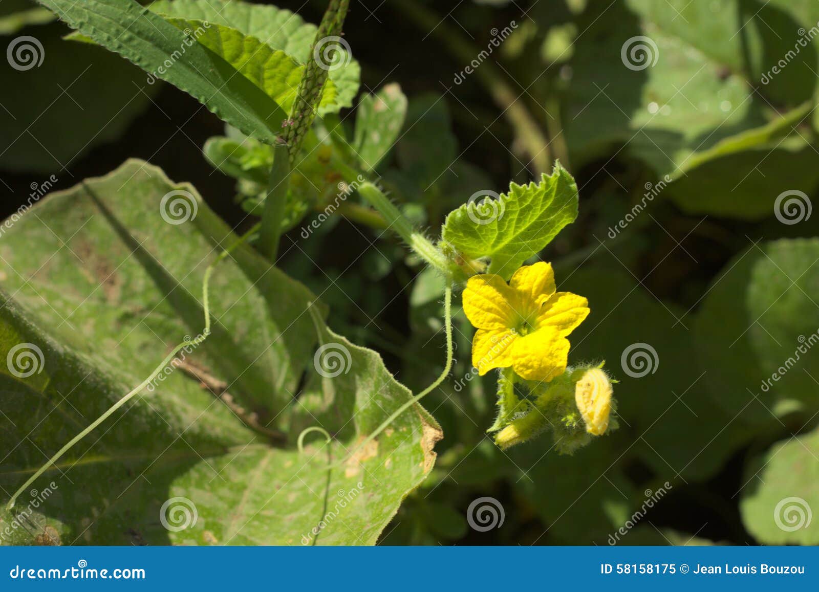 Melon Flower stock image. Image of outdoor, rural, plant 58158175