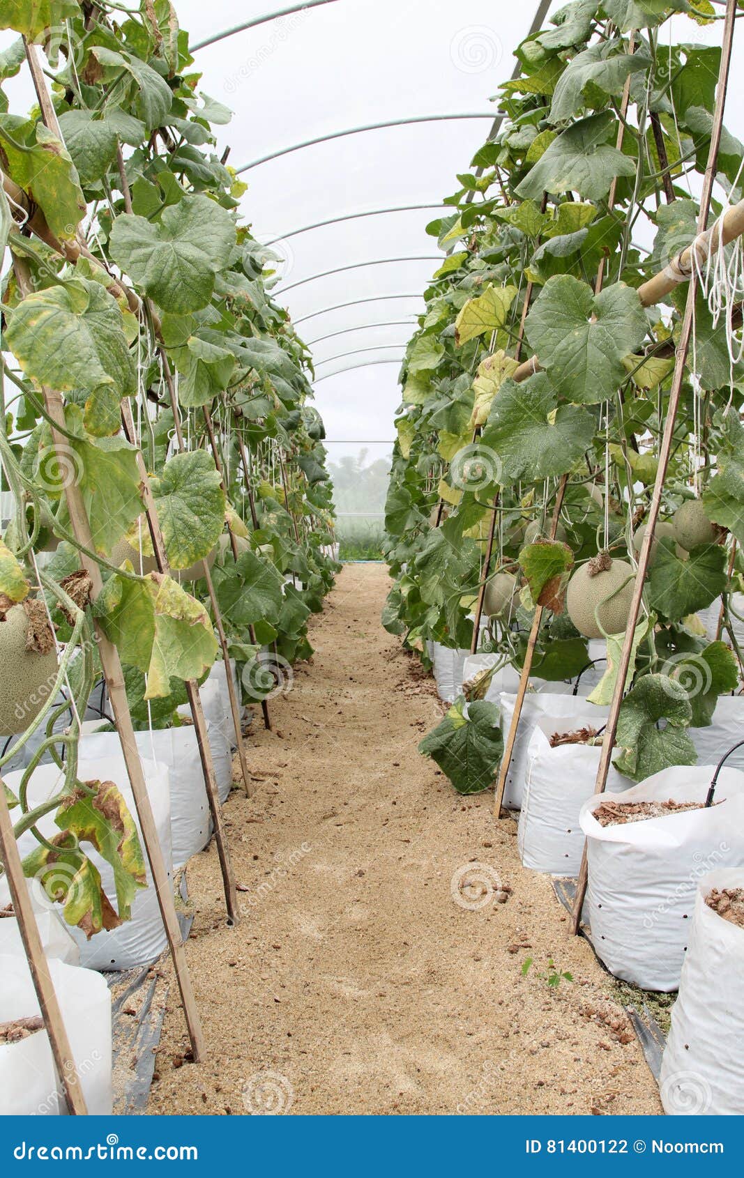 Melon fruit stock photo. Image of cultivated, nature 81400122