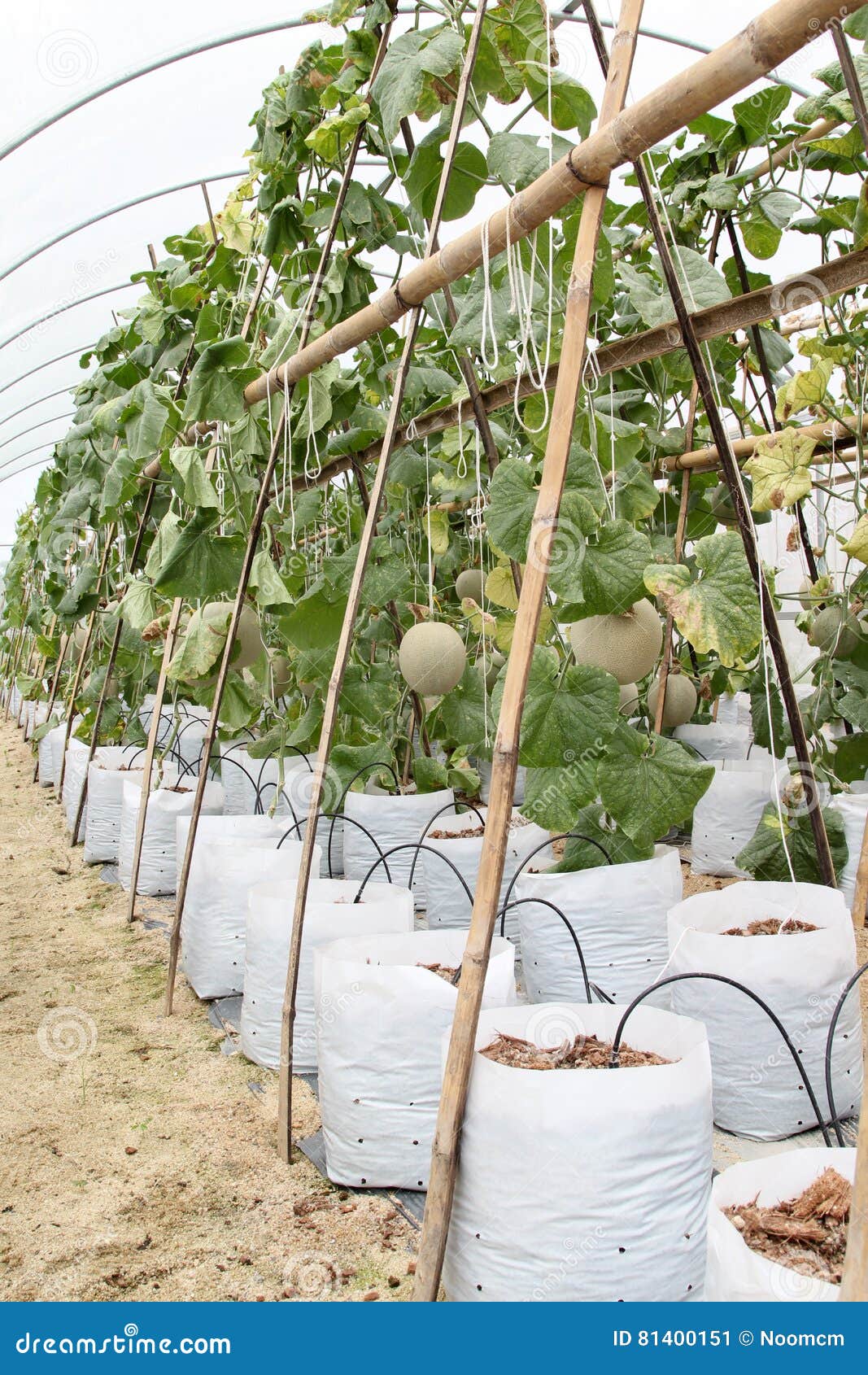 Melon fruit stock image. Image of japanese, harvest, ground 81400151