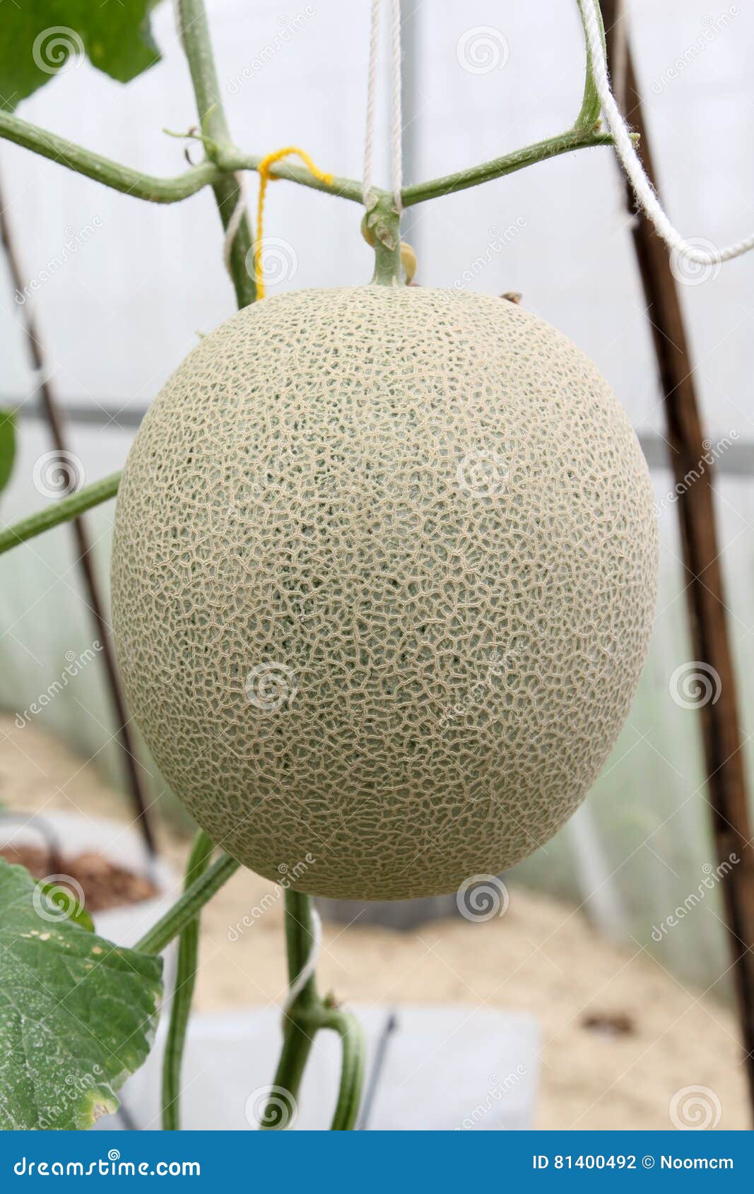 Melon fruit stock photo. Image of honeydew, nutrition 81400492