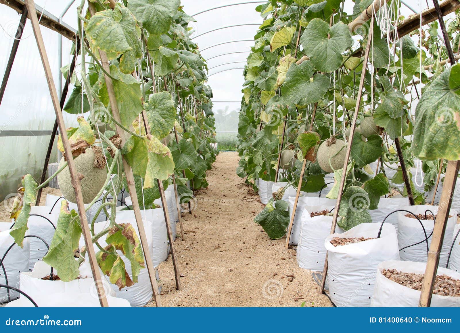 Melon fruit stock photo. Image of canary, cantaloupe 81400640