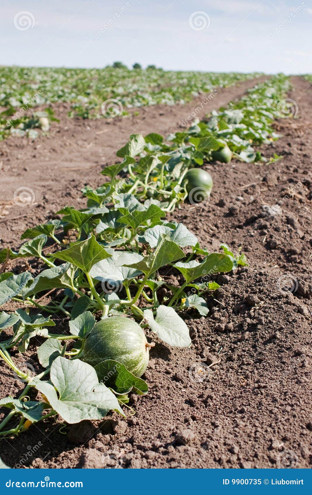Melon fruit growing stock image. Image of harvest, seasonal 9900735