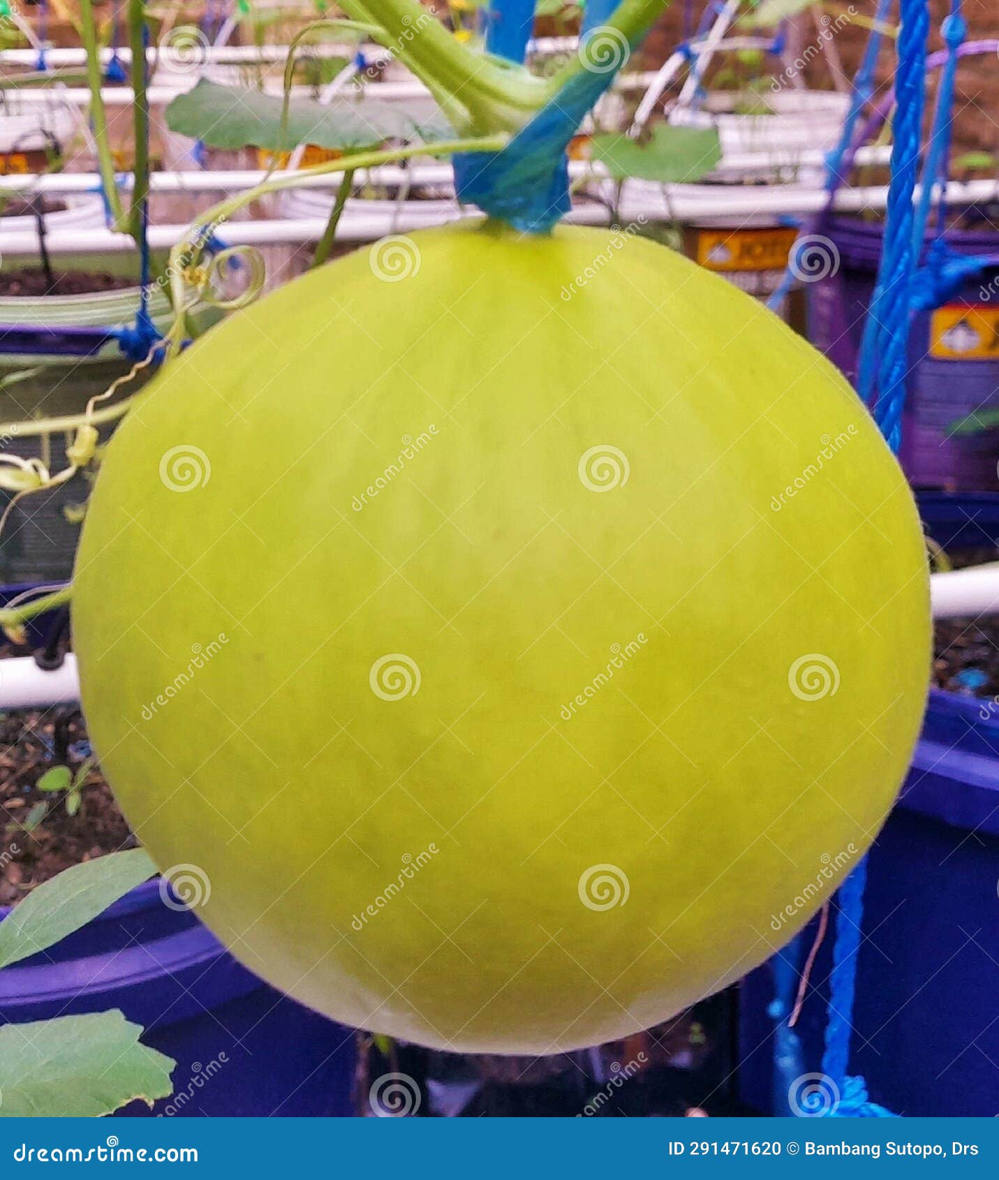 Melon Fruit before Harvesting Stock Photo Image of fresh, yellow