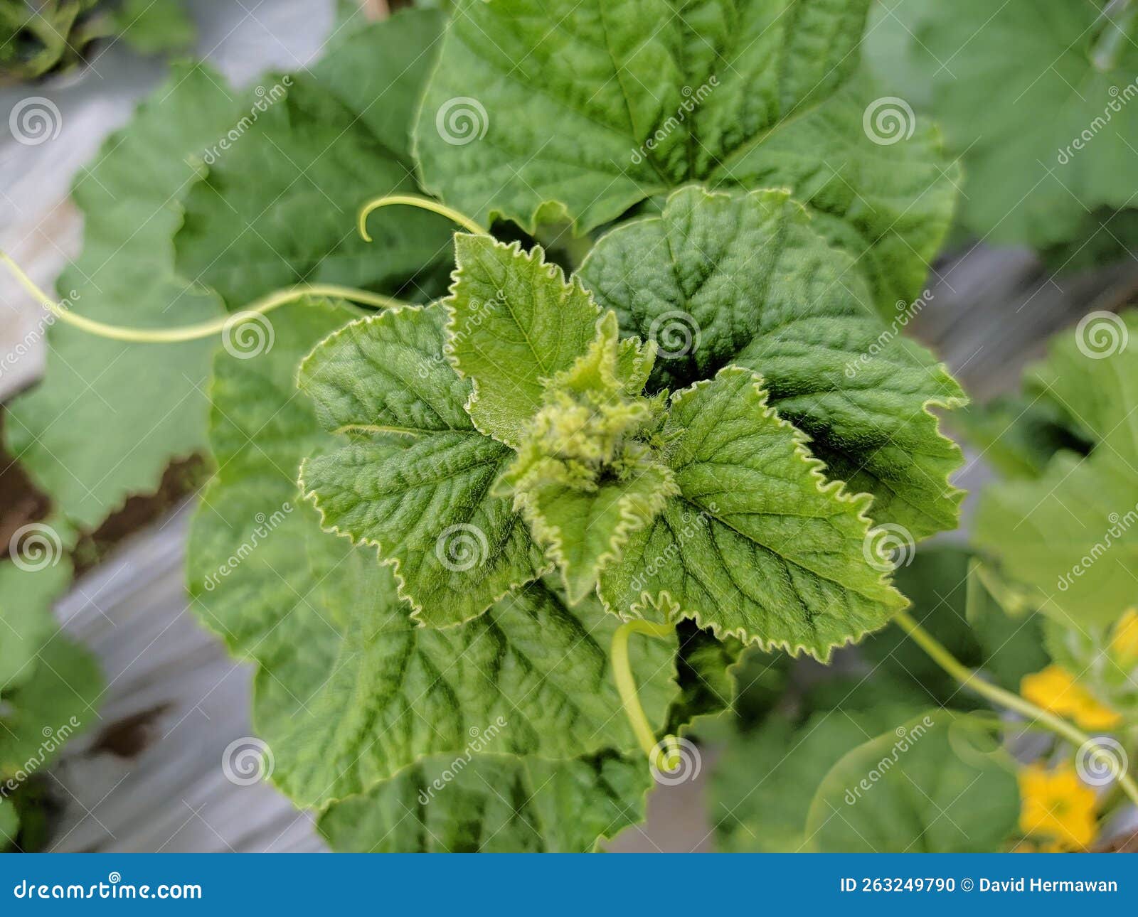 Melon Fruit Leaves in Wide Rice Fields Stock Photo Image of fields