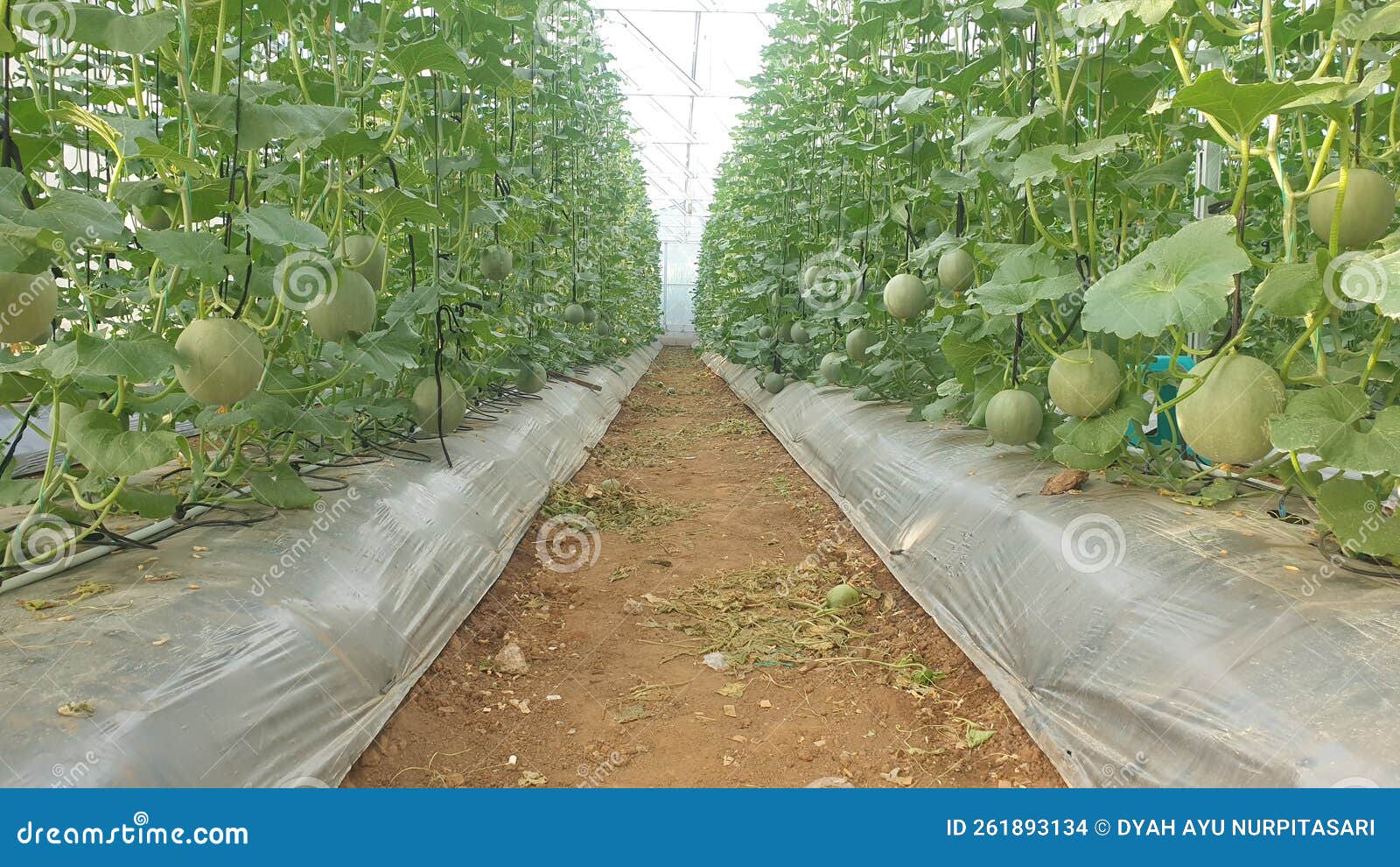 Melon gardens stock photo. Image of gardens, melon, orchard 261893134