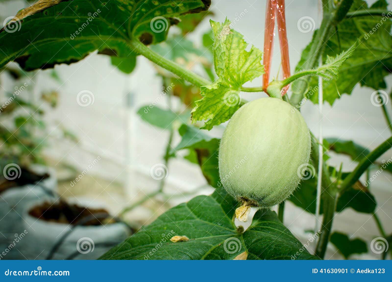 Melon in green house farm stock image. Image of seed 41630901