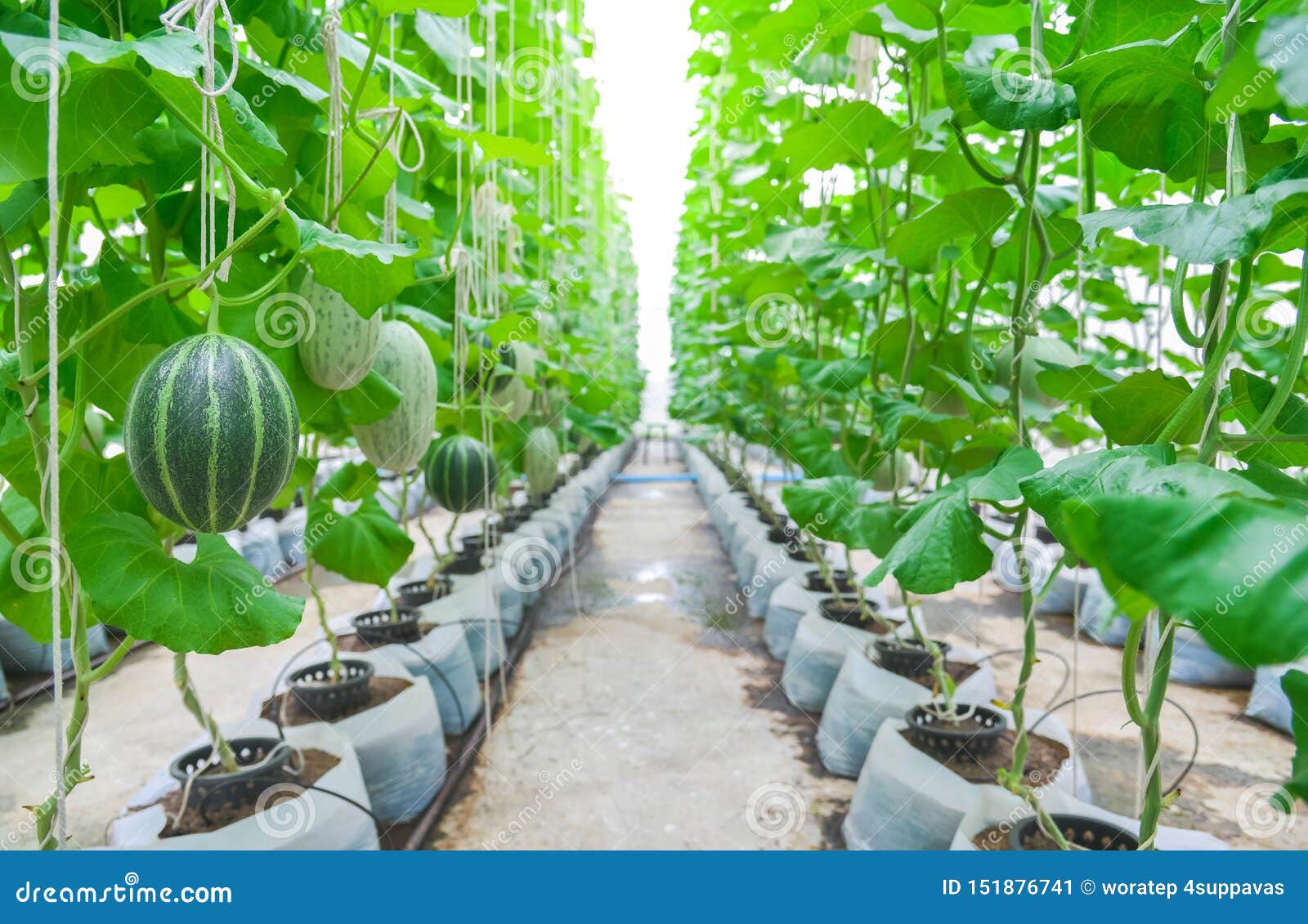 Melon in the green house stock image. Image of greenhouse 151876741