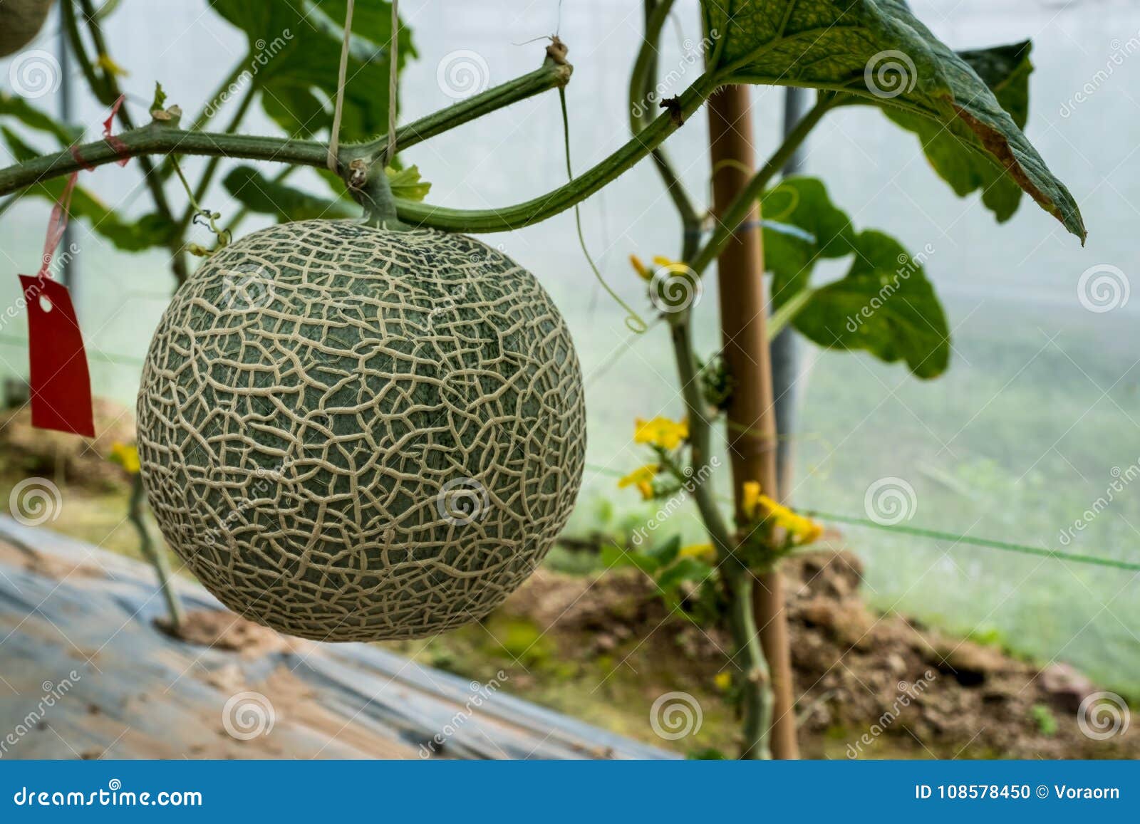Melon Farm stock photo. Image of nutrition, food, garden 108578450