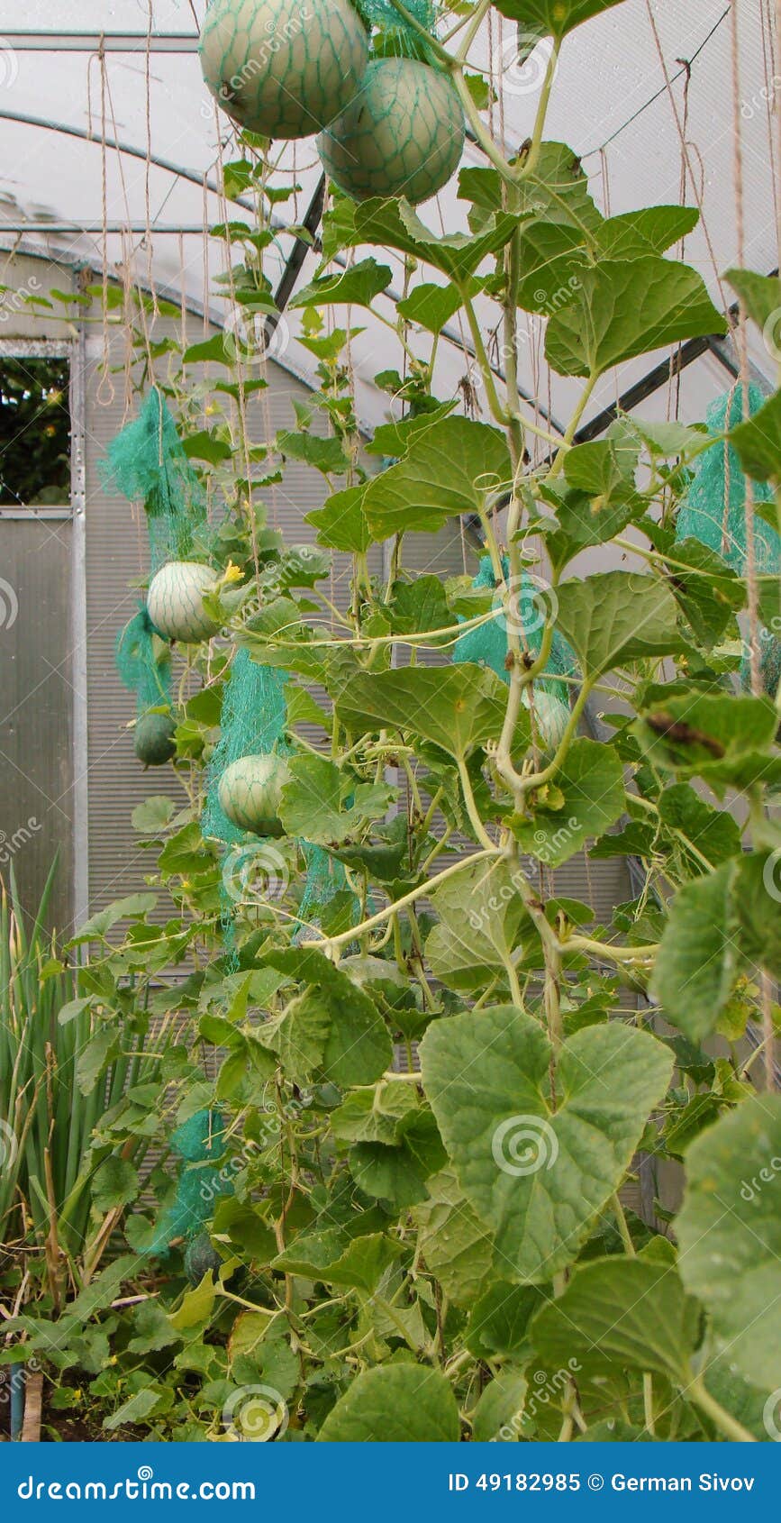 Melon in a greenhouse stock image. Image of garden, growth 49182985
