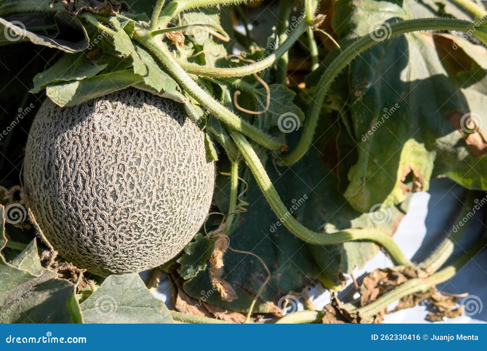 Melon Growing in a Greenhouse in Farm Stock Photo Image of leaf