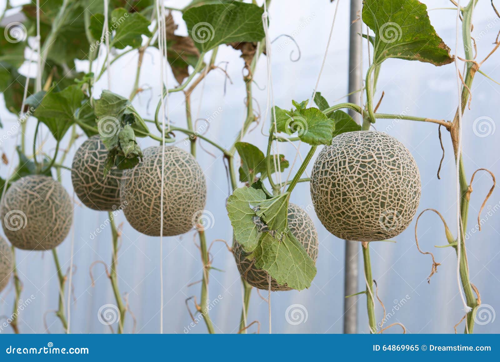 Melon grown in greenhouses stock image. Image of grown 64869965