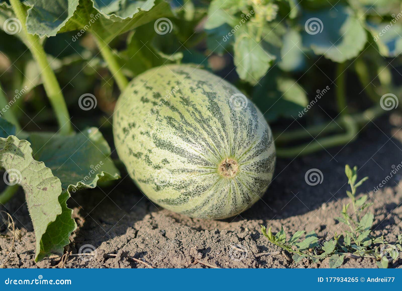 Melon stock image. Image of organic, japanese, green 177934265