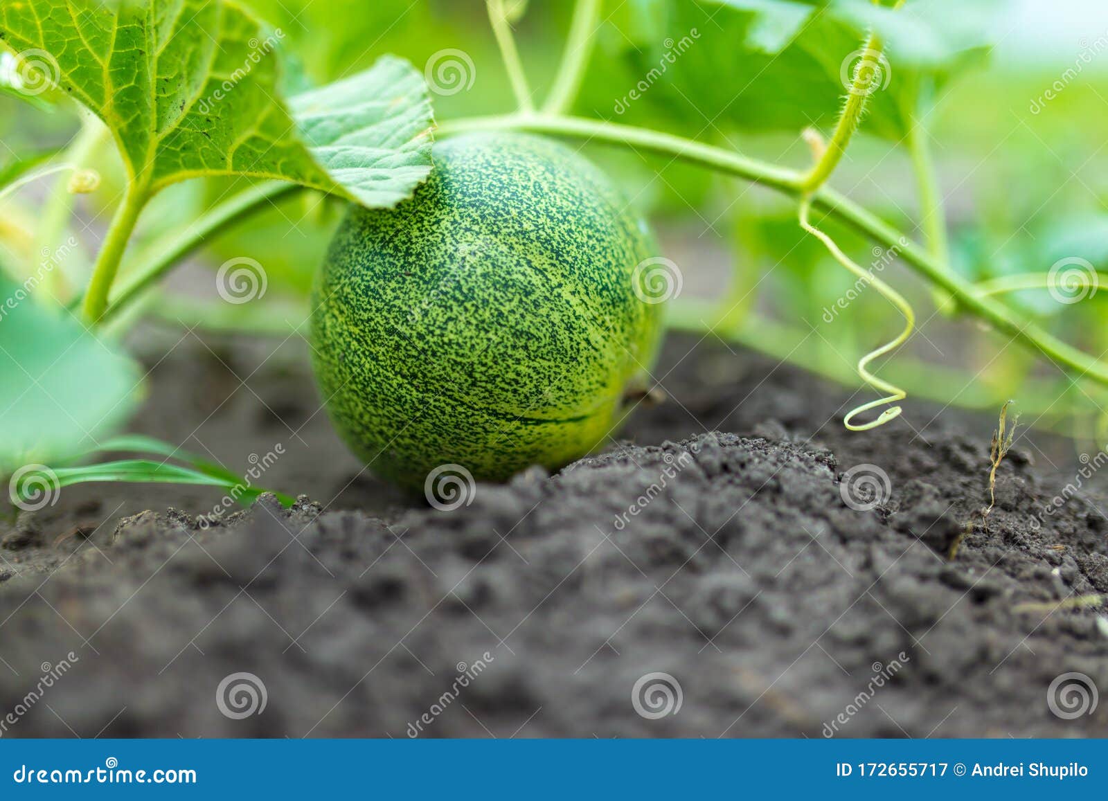 Melon grows on the ground stock image. Image of organic 172655717