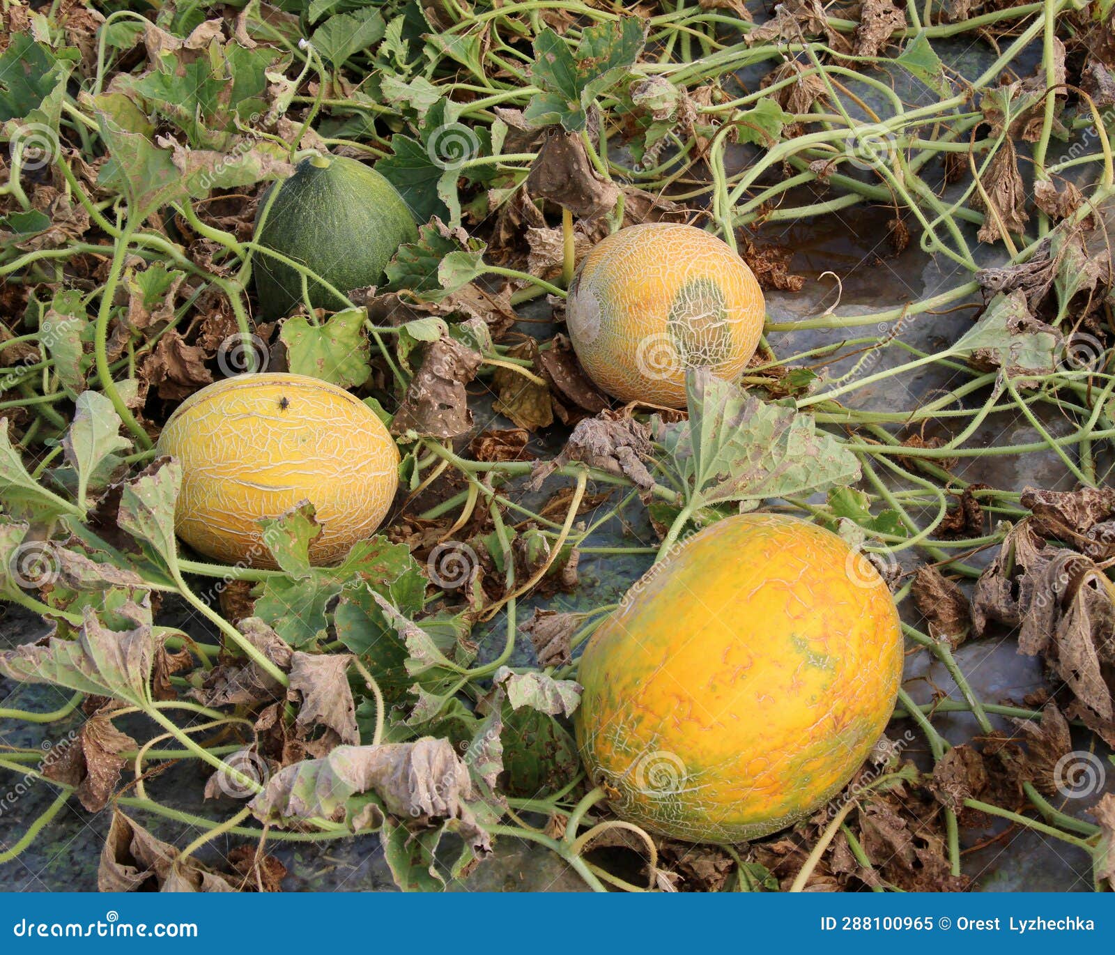 Melon Grows in Open Organic Soil Stock Image Image of organic, ground