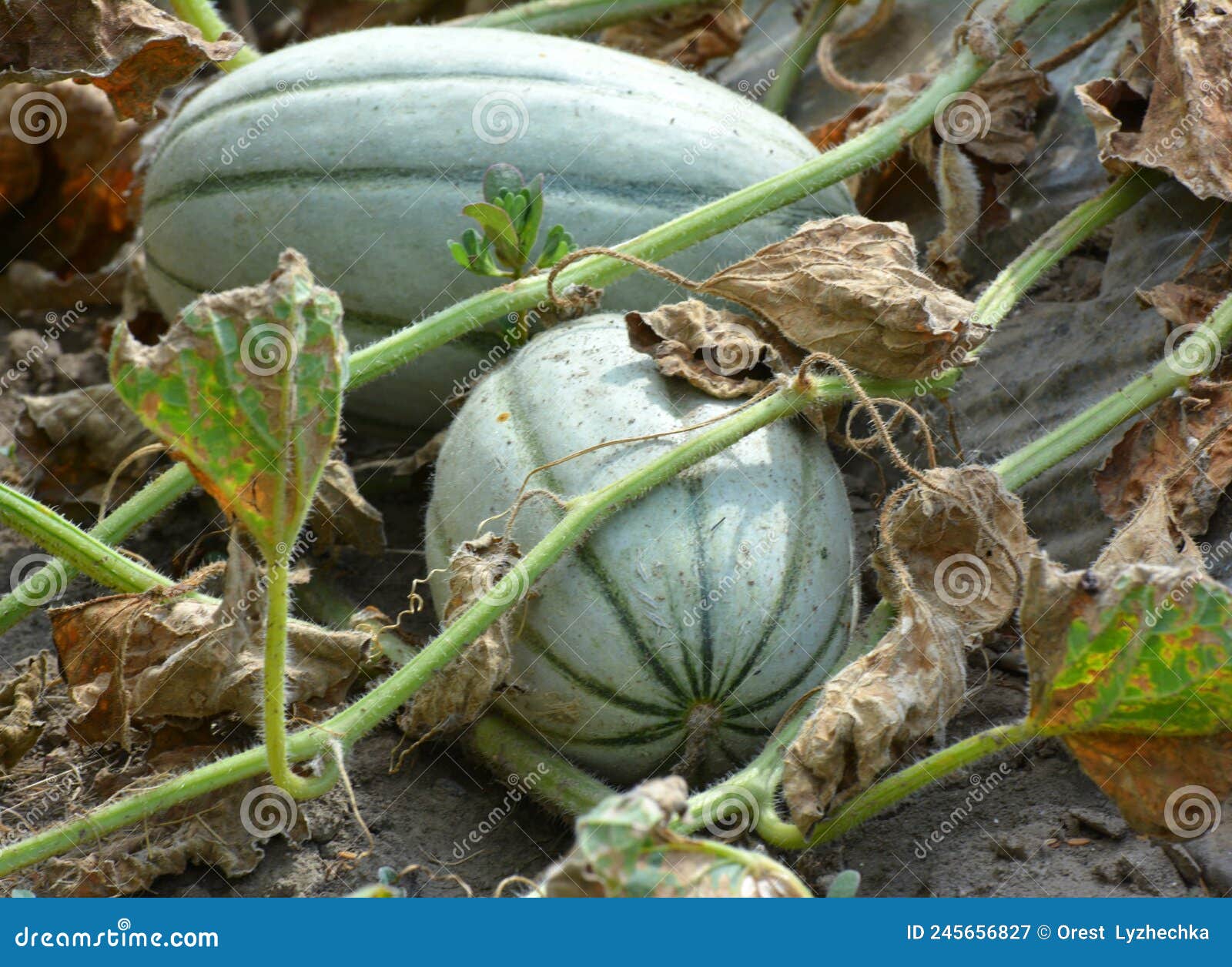 Melon Grows in Open Organic Soil Stock Image Image of leaf