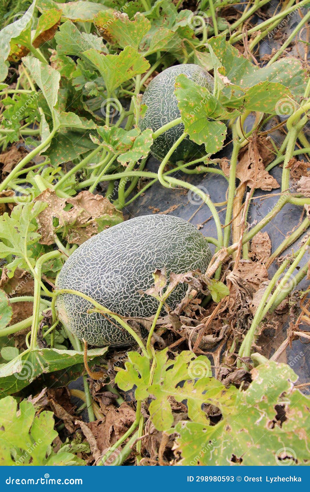 Melon Grows in Open Organic Soil Stock Image Image of melons, summer