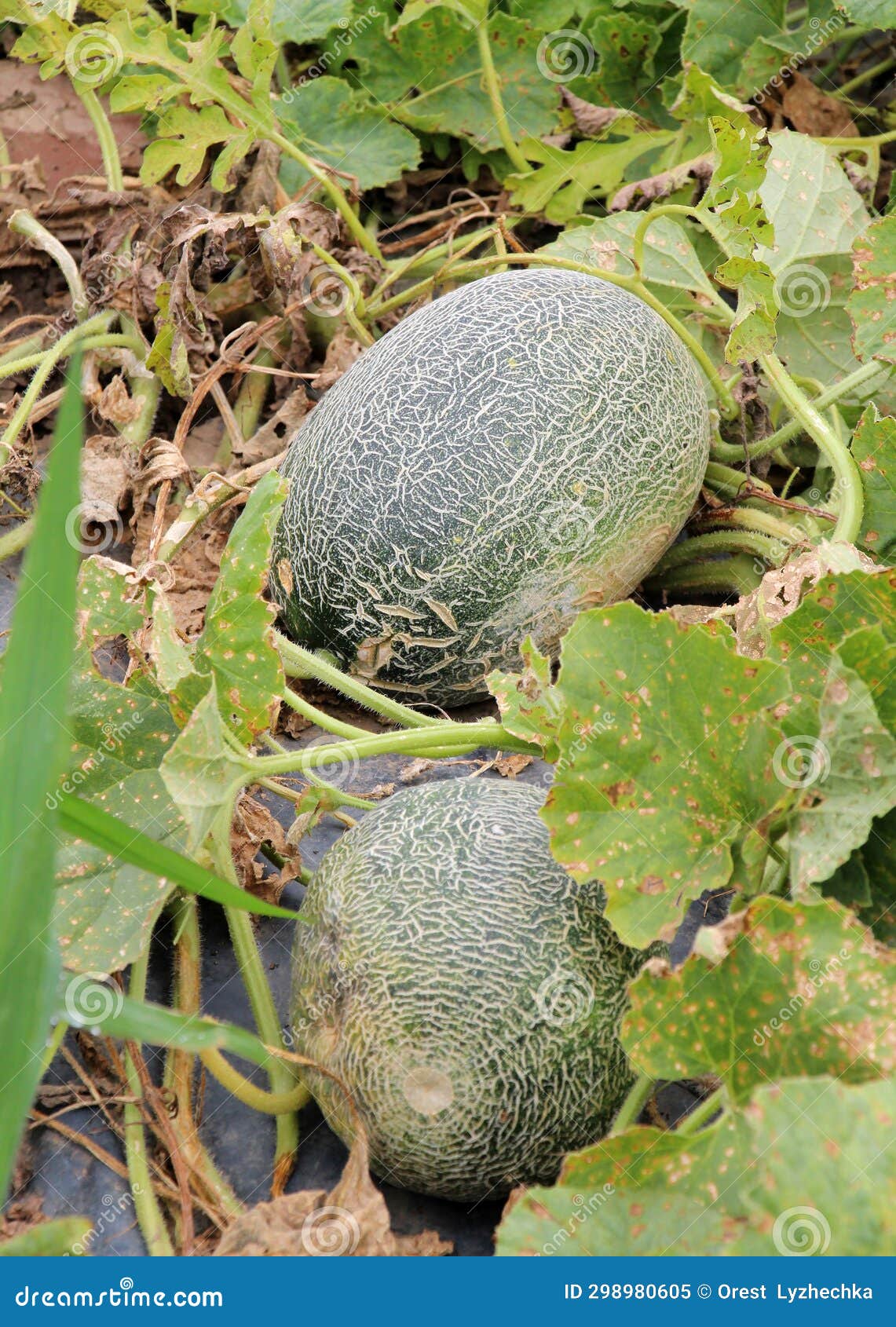 Melon Grows in Open Organic Soil Stock Image Image of fruit, field