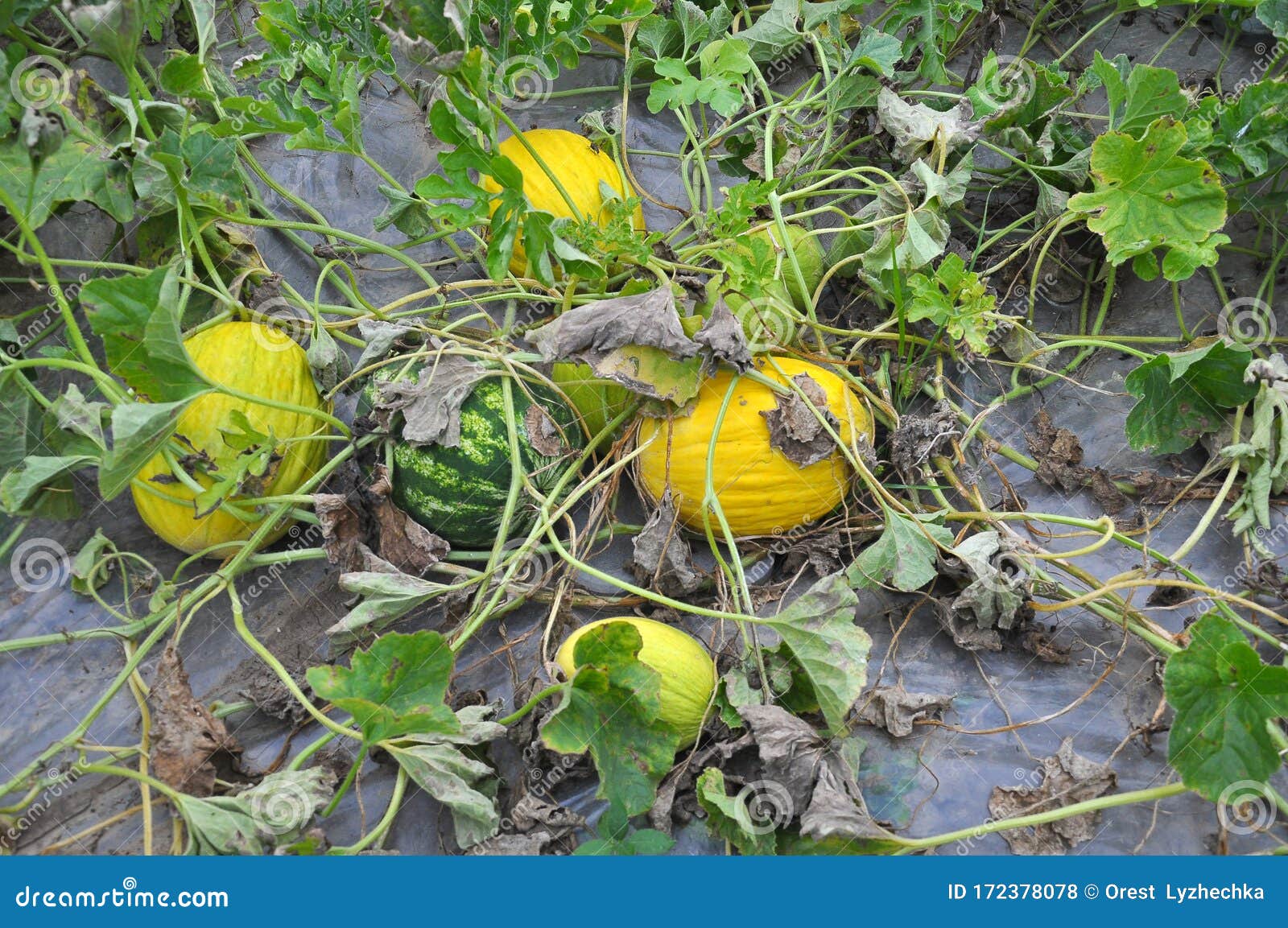 Melon Grows in Open Organic Soil Stock Photo Image of green, dessert