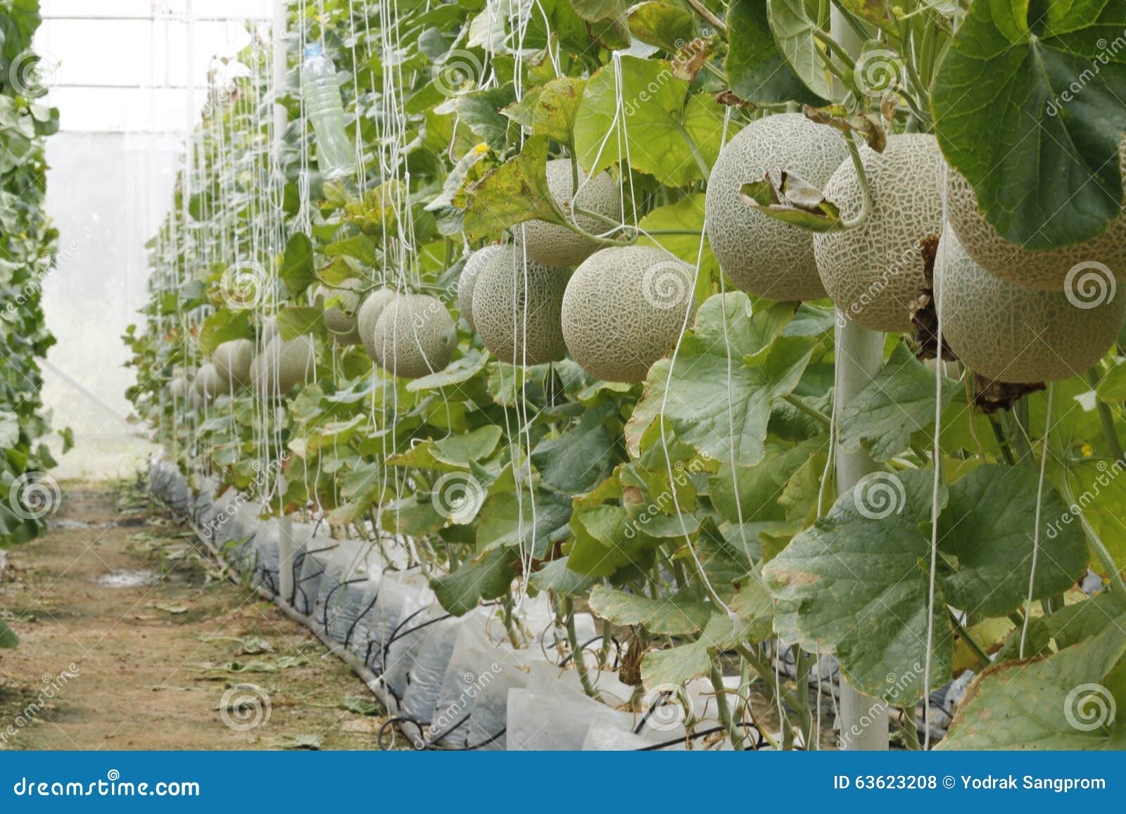 Melon Peppers in a Greenhouse. Stock Photo Image of healthy, nursery
