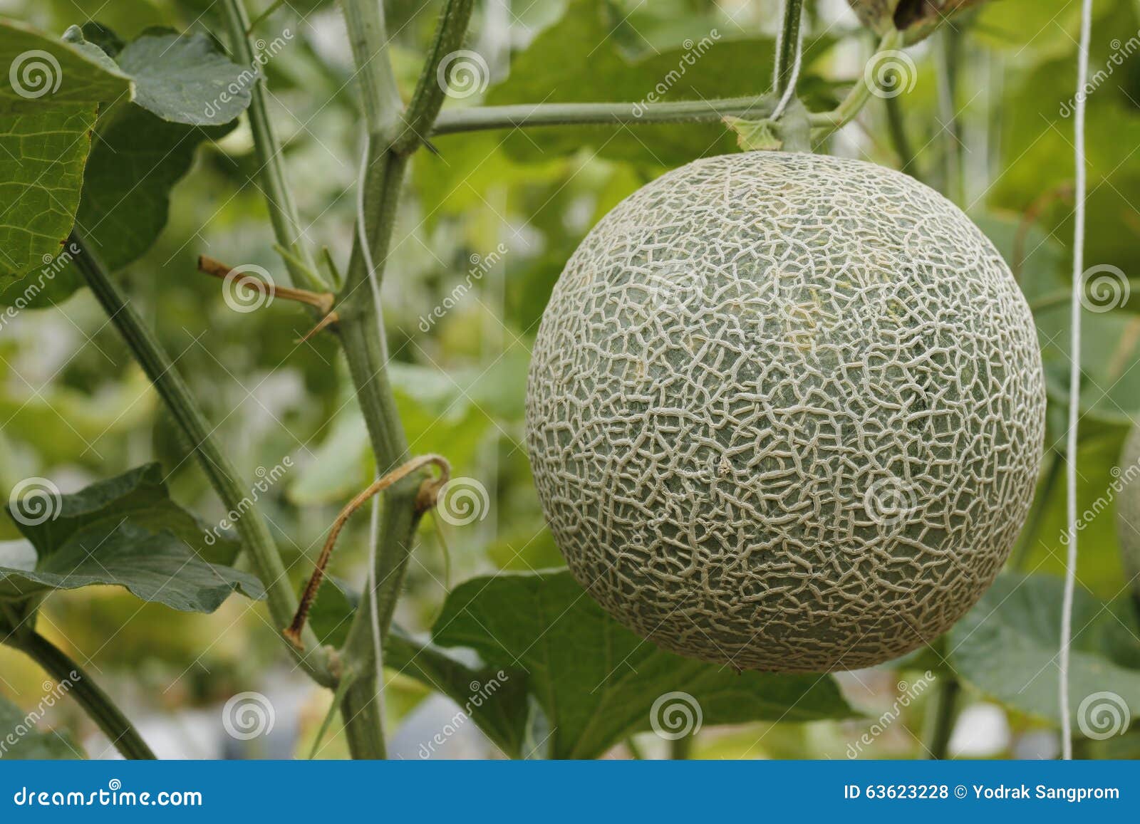 Melon Peppers in a Greenhouse. Stock Photo Image of greenhouse
