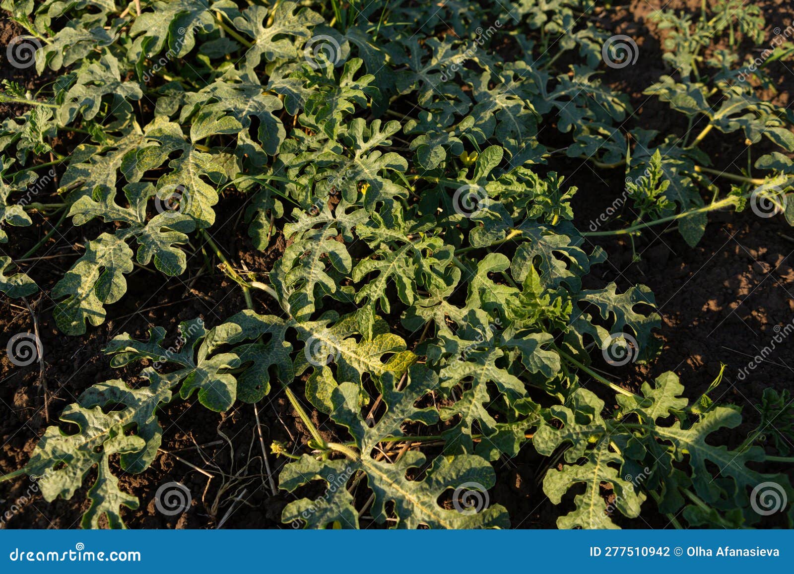 Melon Plant Growing on the Soil Vegetables Garden Farm Stock Photo