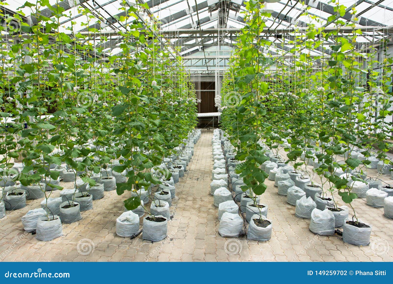 Melon Plantation in Greenhouse Stock Photo Image of plant, drip