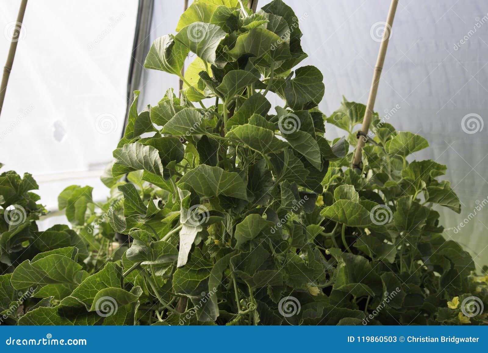 Melon Plants Growing Inside a Polytunnel Stock Image Image of leaf