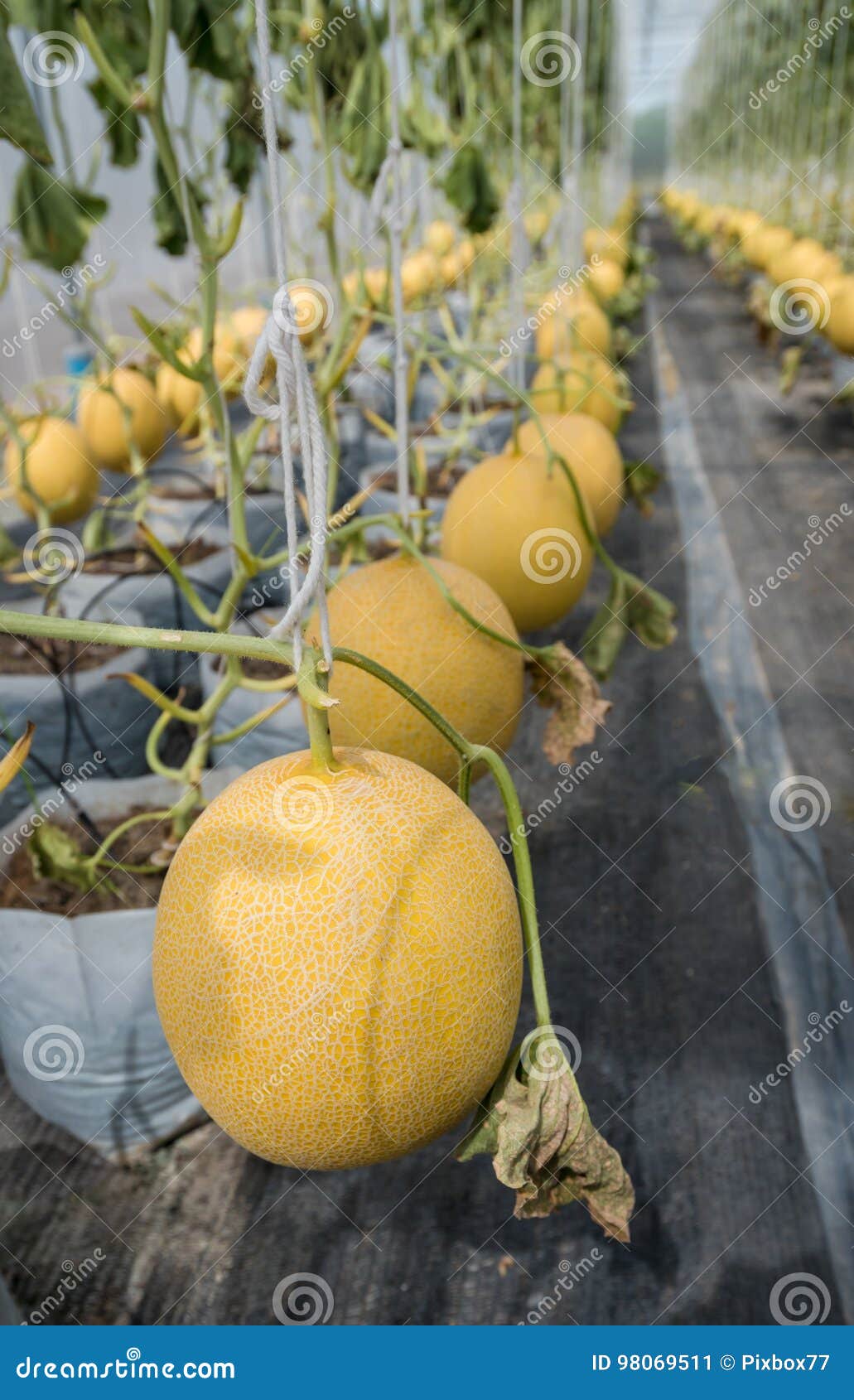 Melon Ready To Harvest, Organic Farm Stock Image Image of harvest
