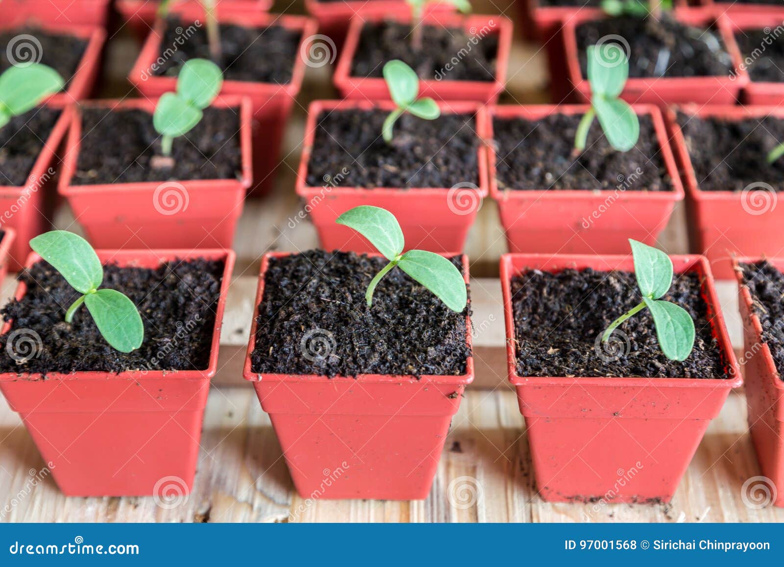 Melon Seedling Stock Images 416 Photos