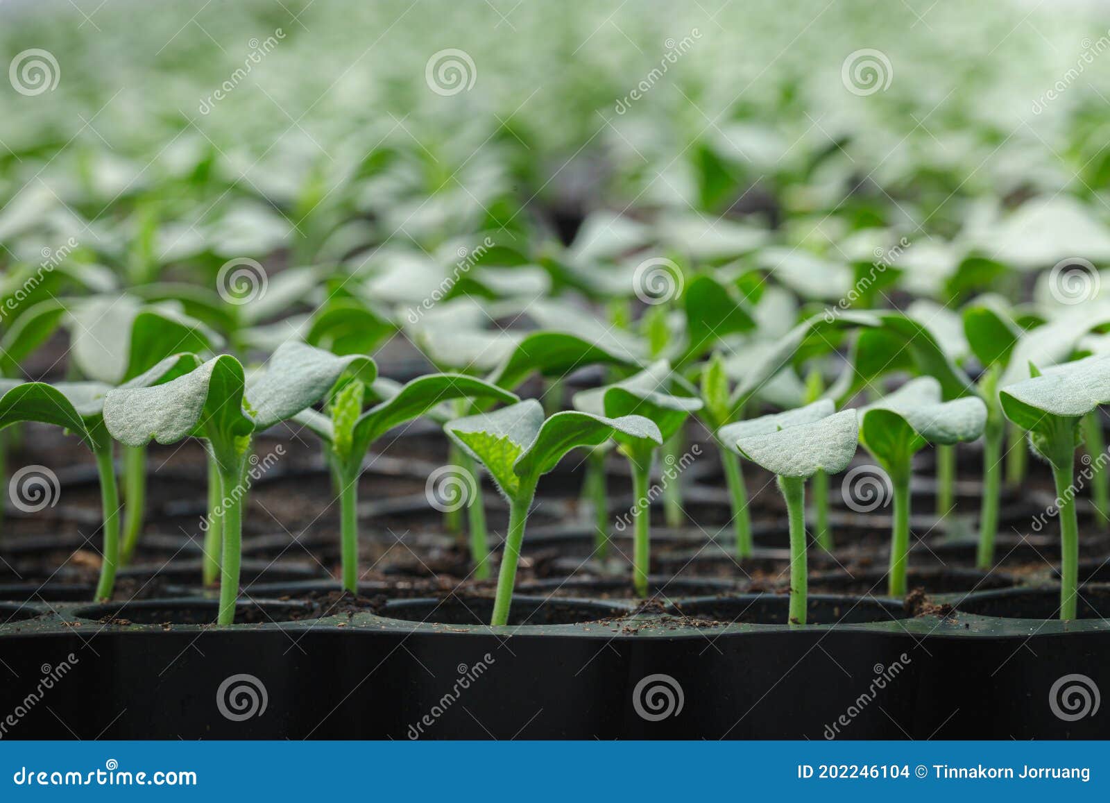 Melon Seedlings in a Tray, Sprouted Seedlings are Planted on Black Tray