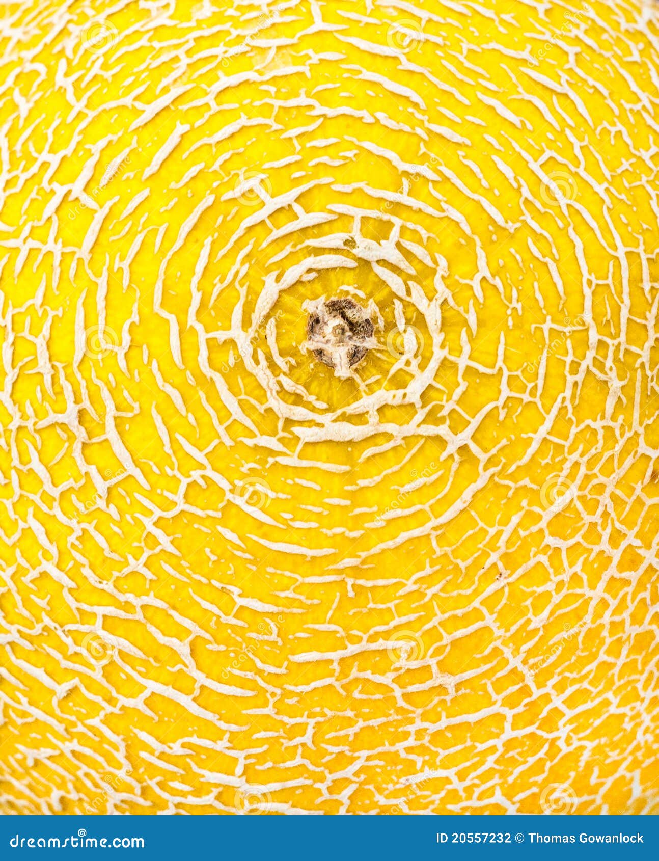 Melon skin stock photo. Image of peel, natural, muskmelon 20557232
