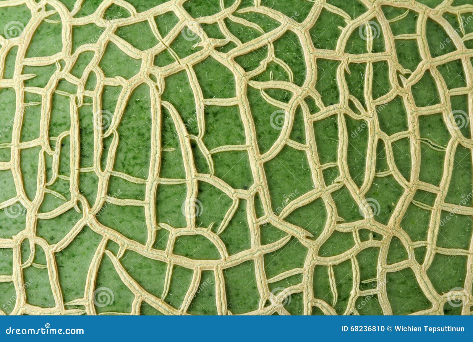 Melon Skin Texture stock photo. Image of texture, water 68236810