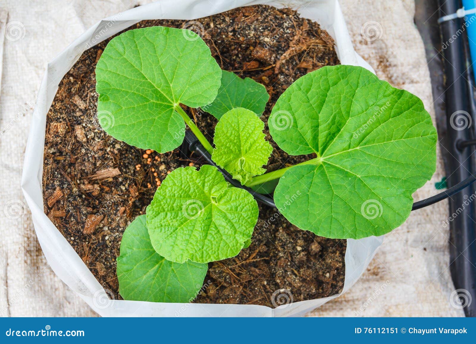 Melon tree growing stock image. Image of ground, seedlings 76112151