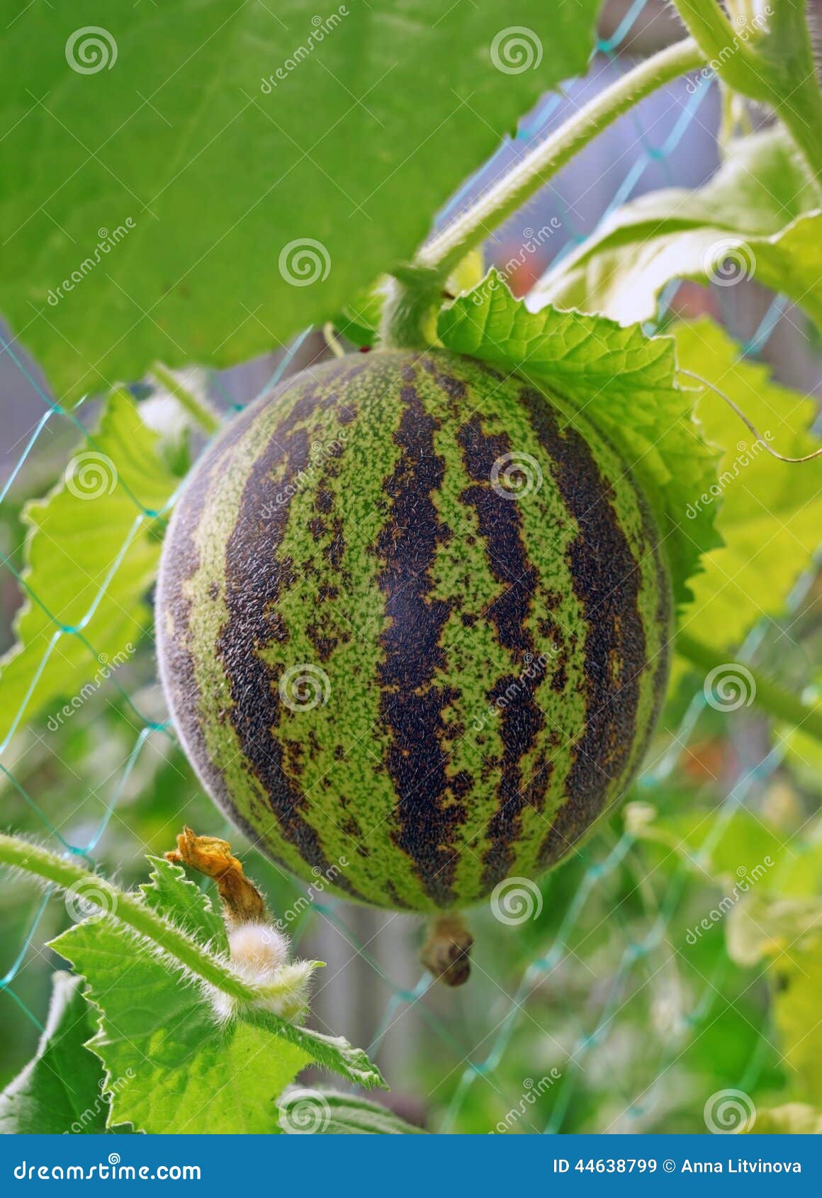 Melon Vietnamese a Miniature Stock Image Image of cucumis, hothouse