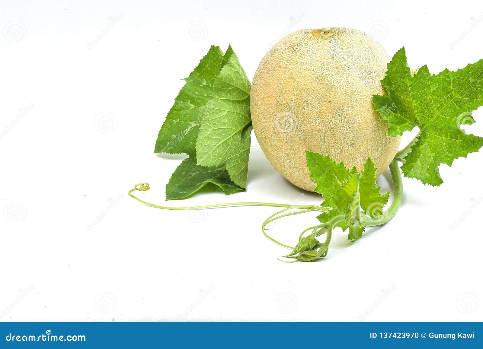 Melon on White Background Image Stock Photo Image of sweet, fresh