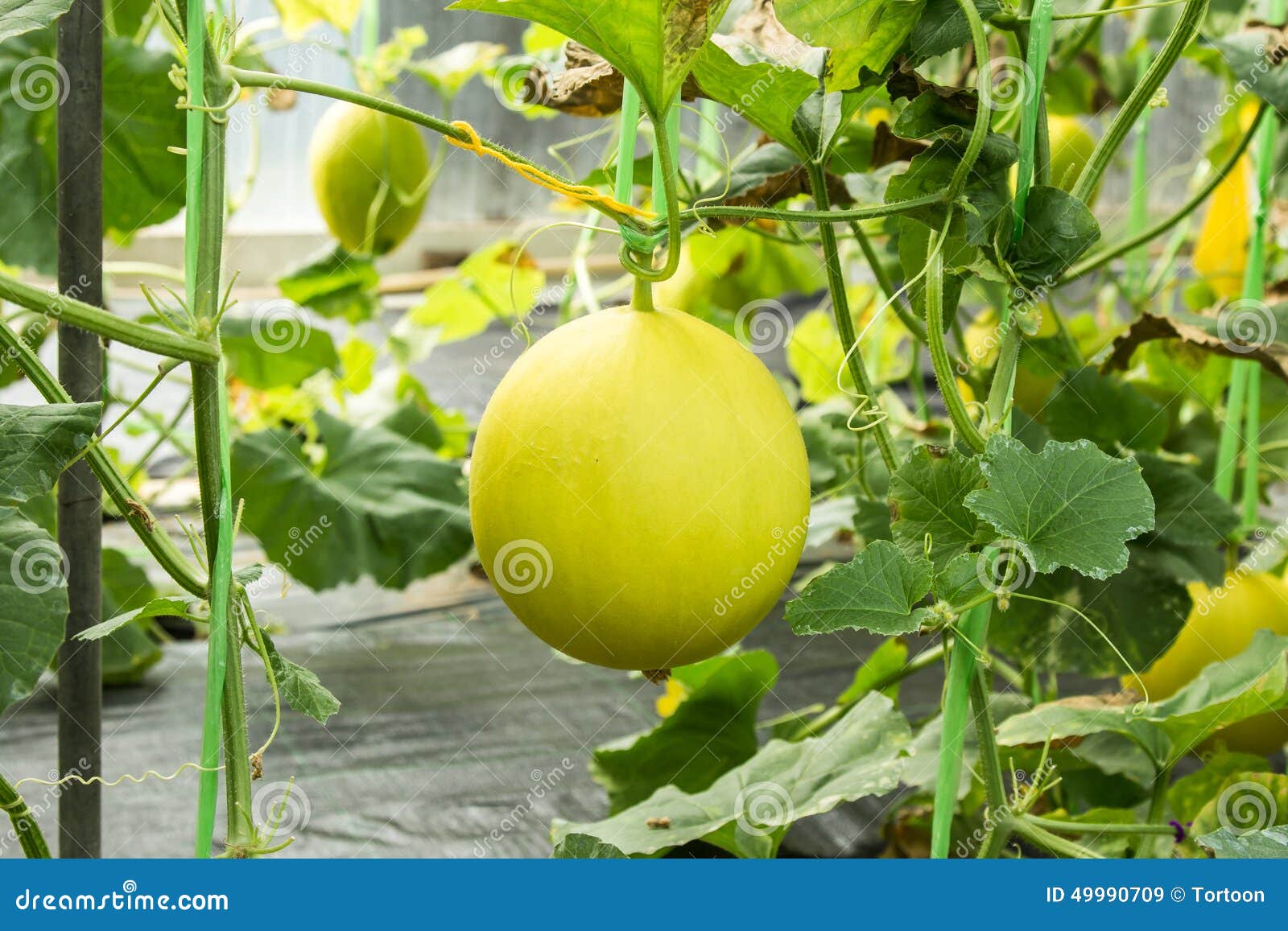 Melone Tiger, Tigre, Raro Rare, Mini, Semi Seeds - Foto 4