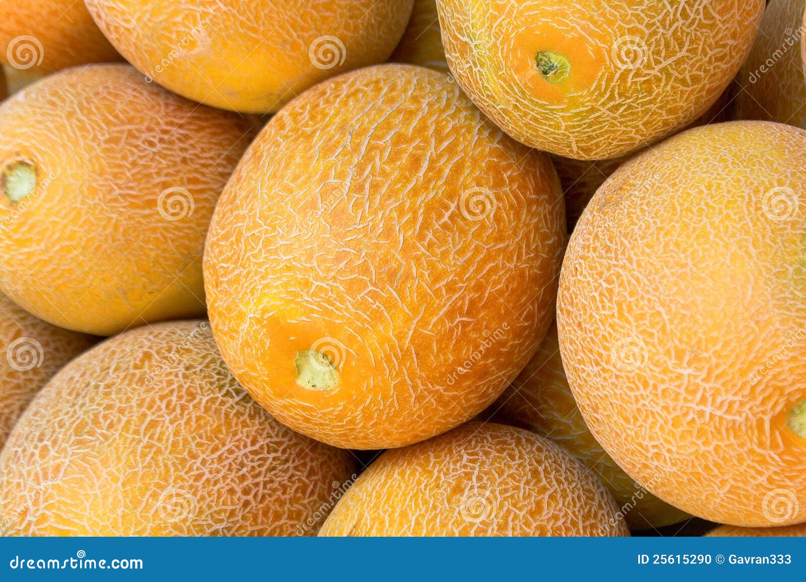 Melones del cantalupo foto de archivo. Imagen de travieso 25615290