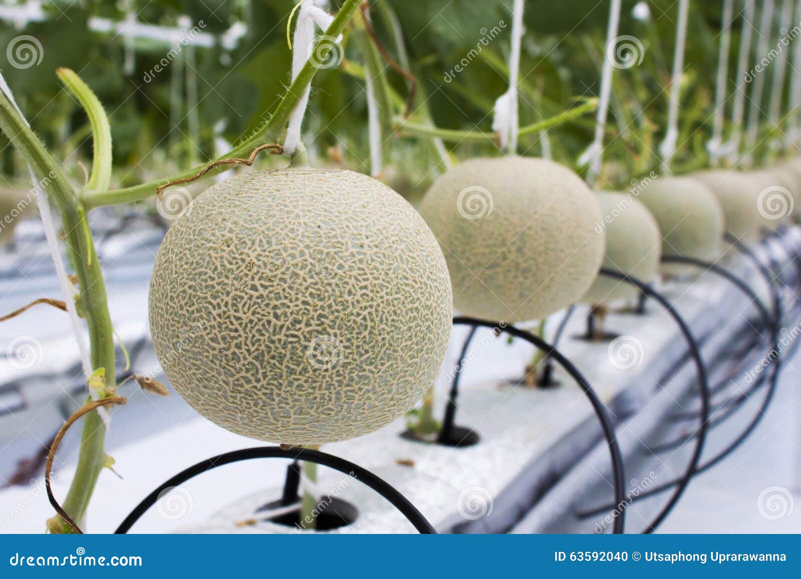 Melonfrukter I (hydroponic) Melon Brukar Arkivfoto Bild av lantbruk