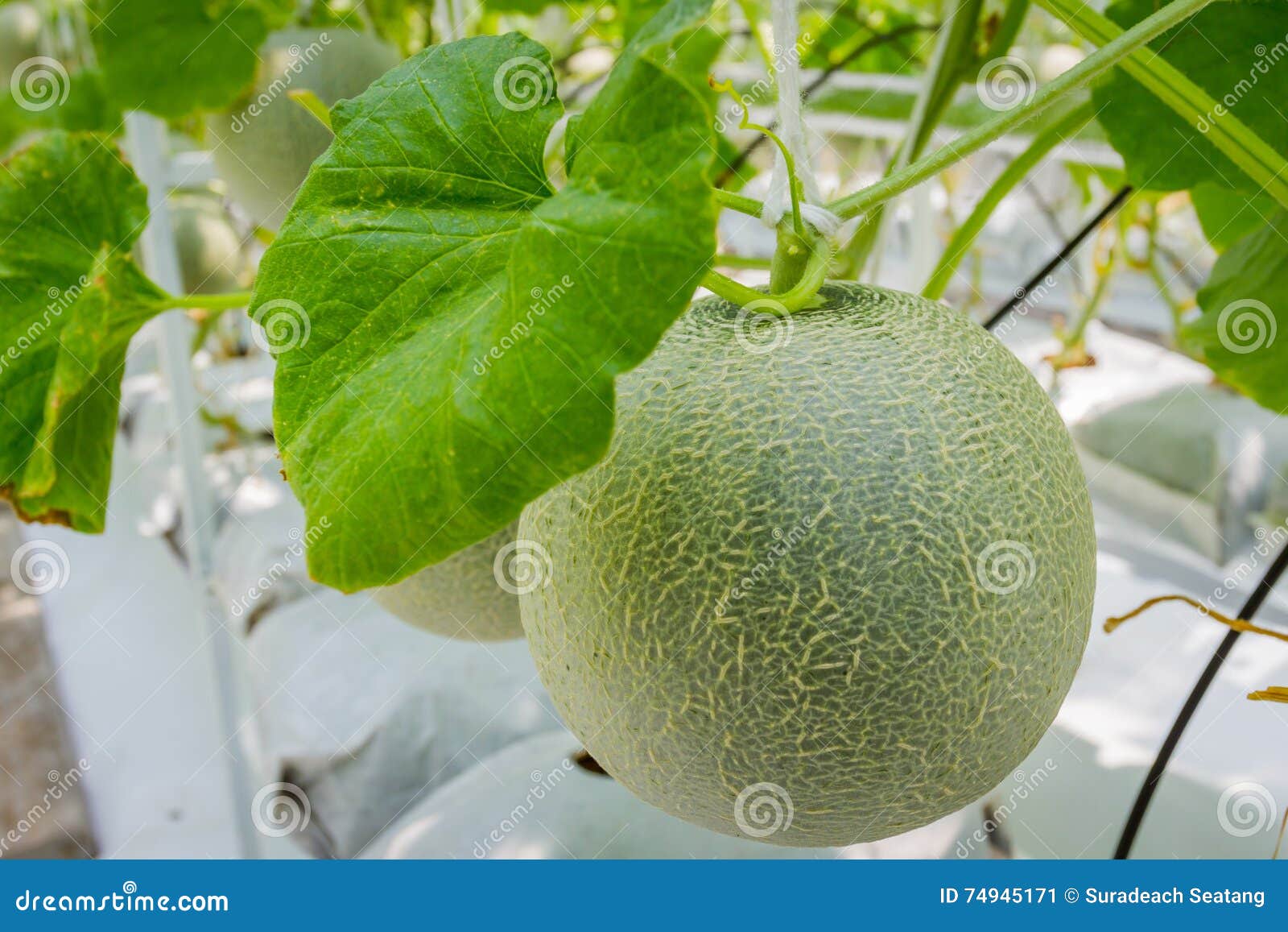 I meloni del cantalupo che crescono in una serra coltivano in Tailandia