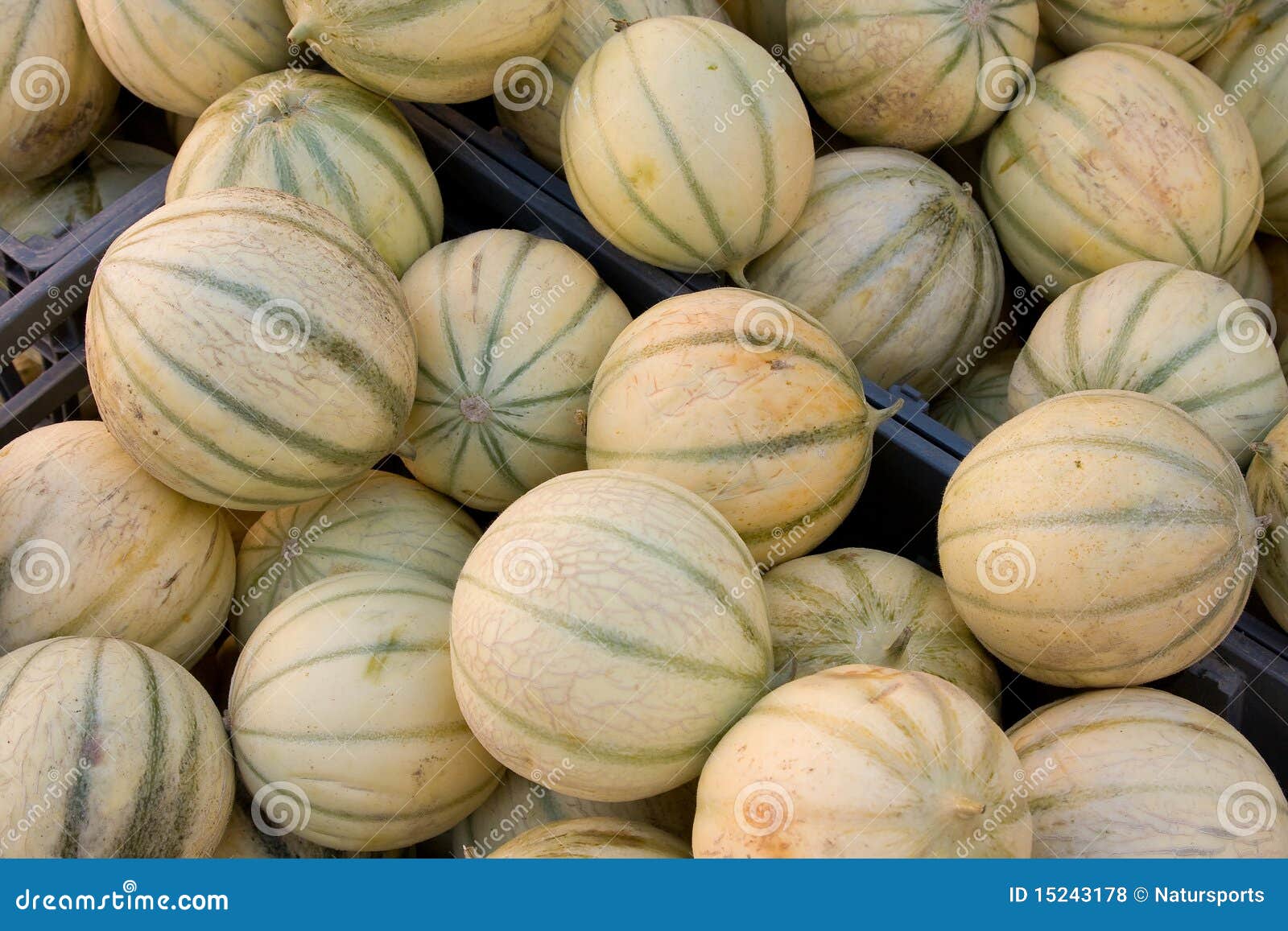 Melons stock photo. Image of melon, vegetable, juice 15243178