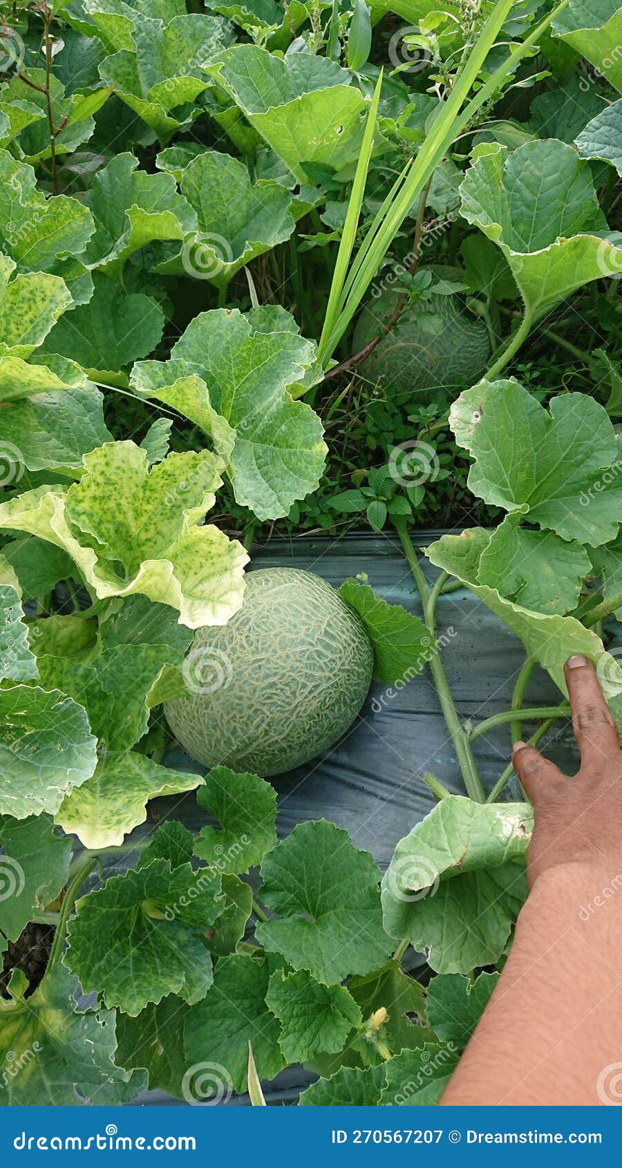 Melons farmer round stock image. Image of wildflower 270567207