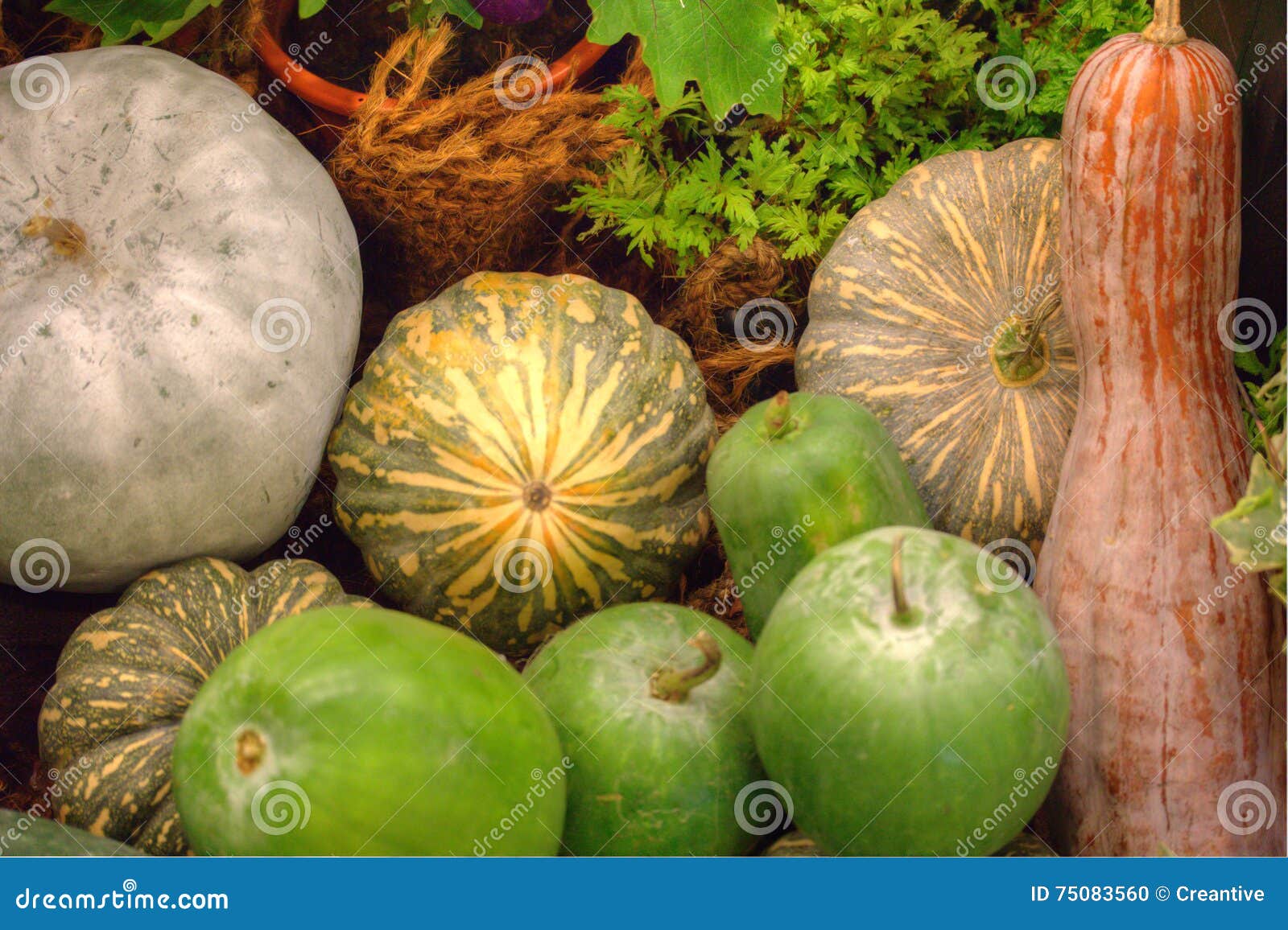 Melons stock photo. Image of green, squashes, gourds 75083560