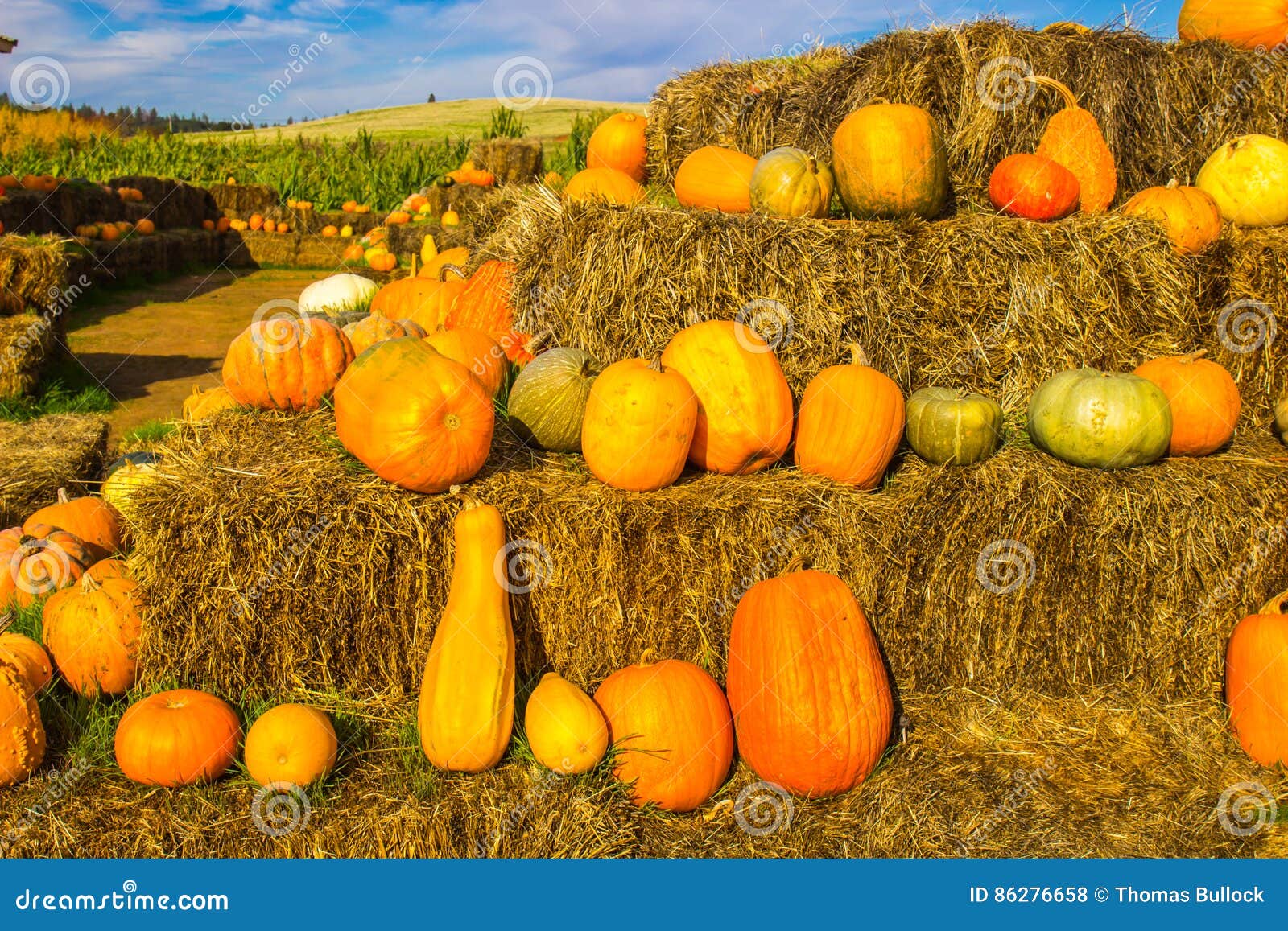 Melons & Pumpkins at Local Farm Stock Photo Image of squash, pumpkins