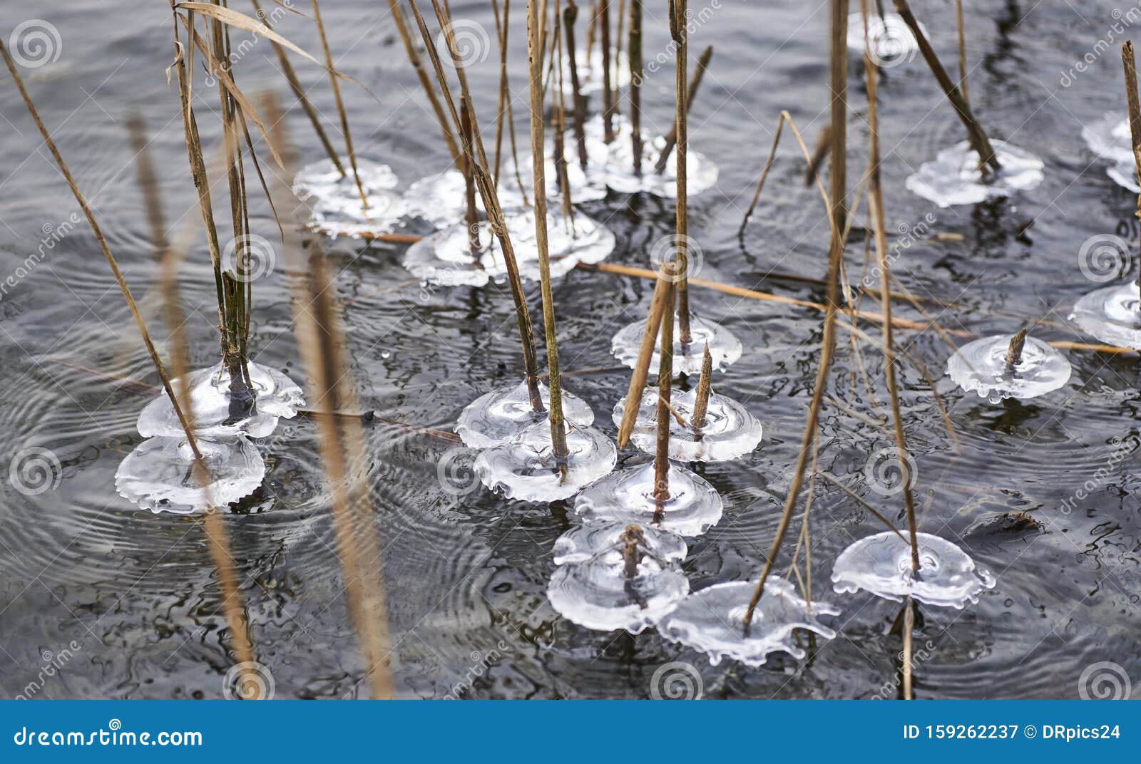 melting ice stuck to dry reeds in water