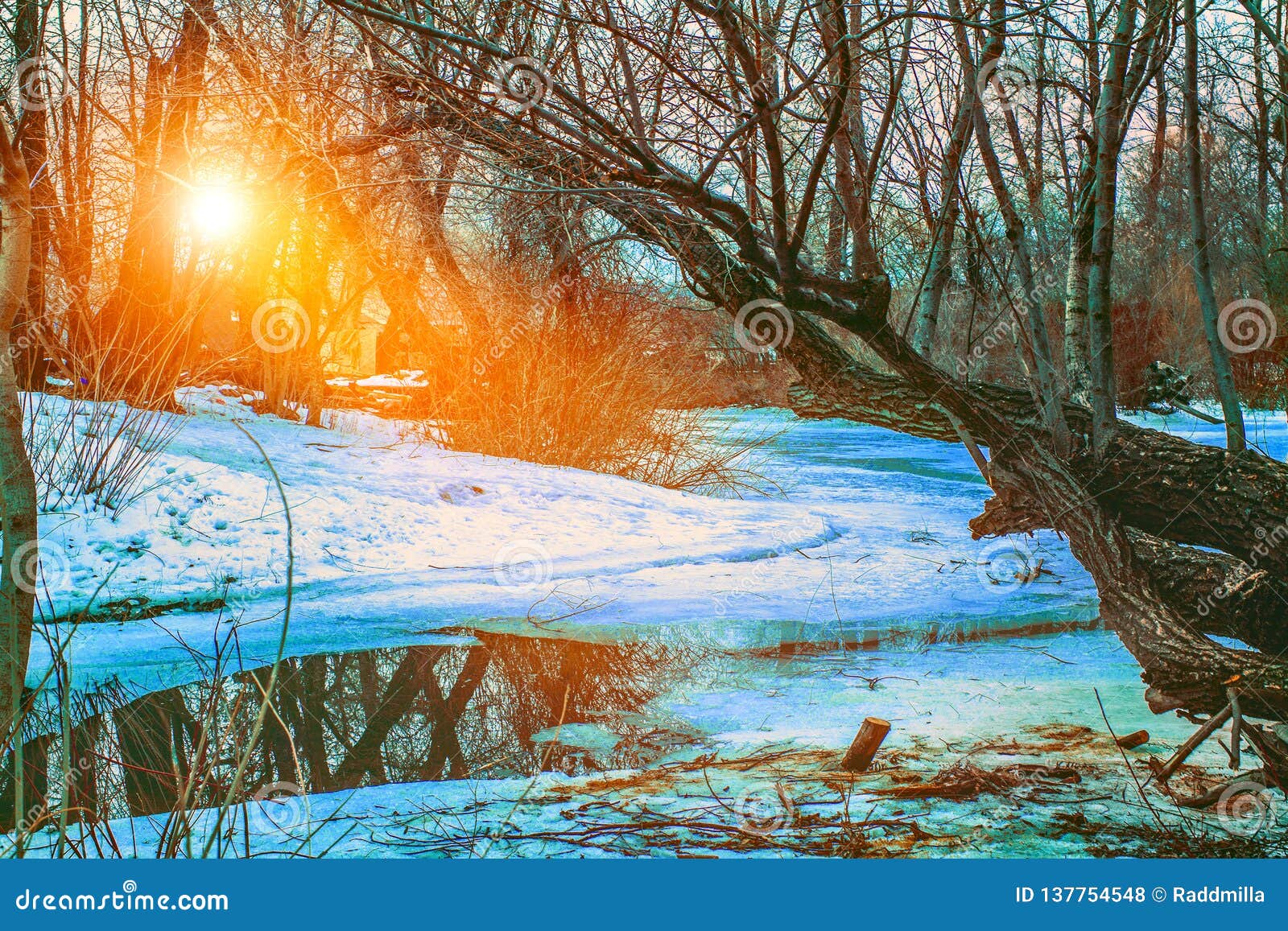 Melting snow in the forest stock photo. Image of nature 137754548