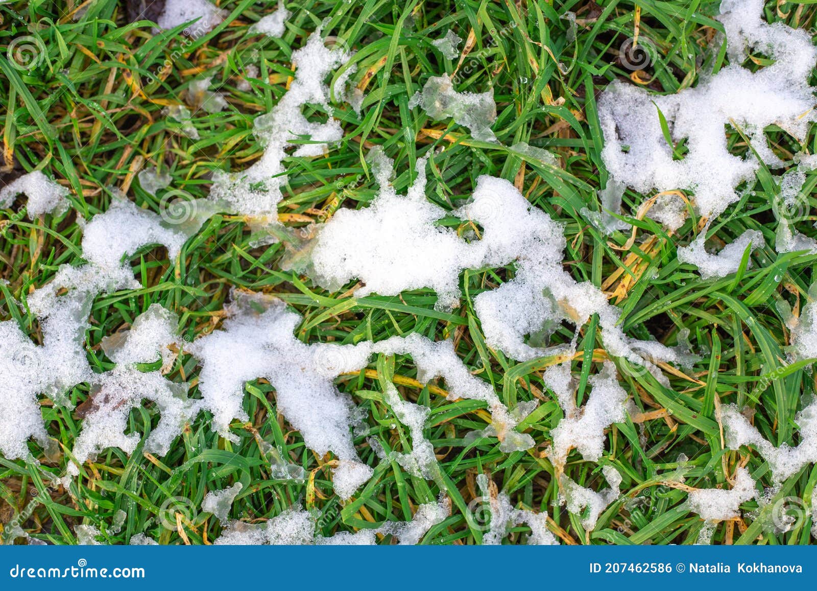 Melting Snow on the Green Grass. Seasons in Nature Stock Photo Image