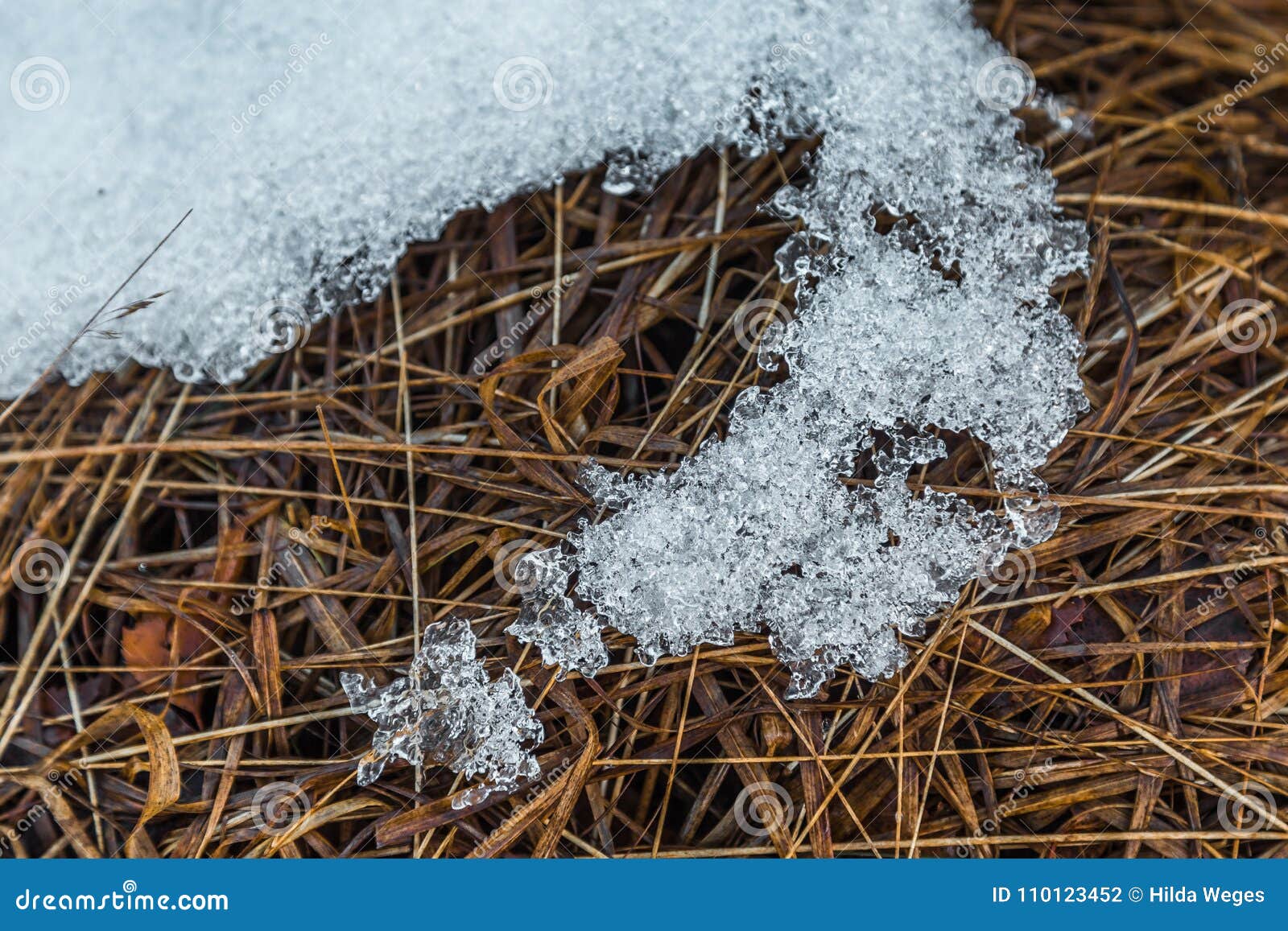 Melting snow in the forest stock photo. Image of magic 110123452