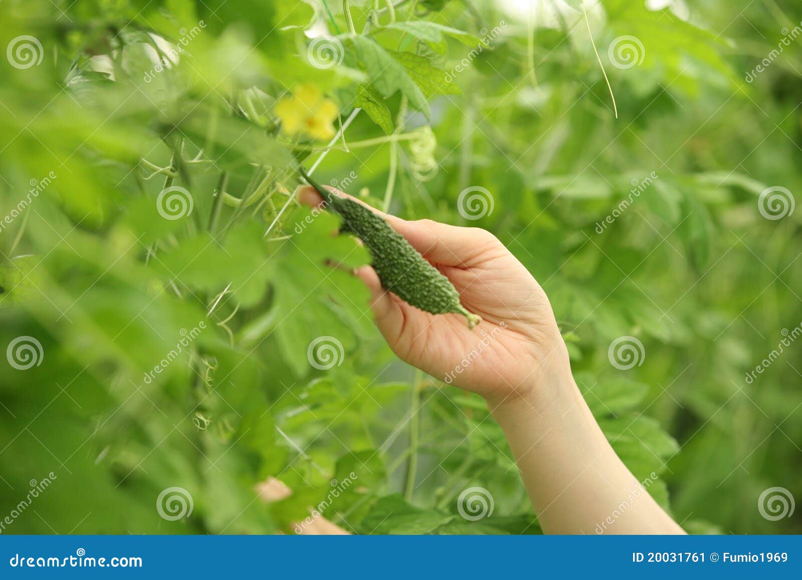 Melón amargo imagen de archivo. Imagen de agricultura 20031761